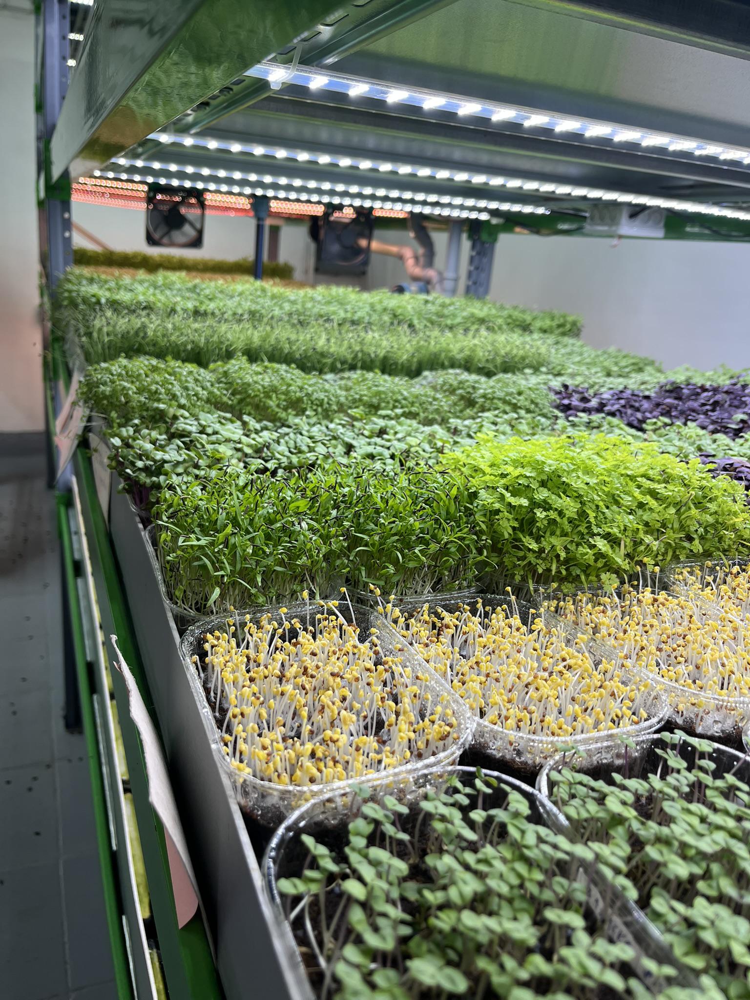 Gardenauts foto 5