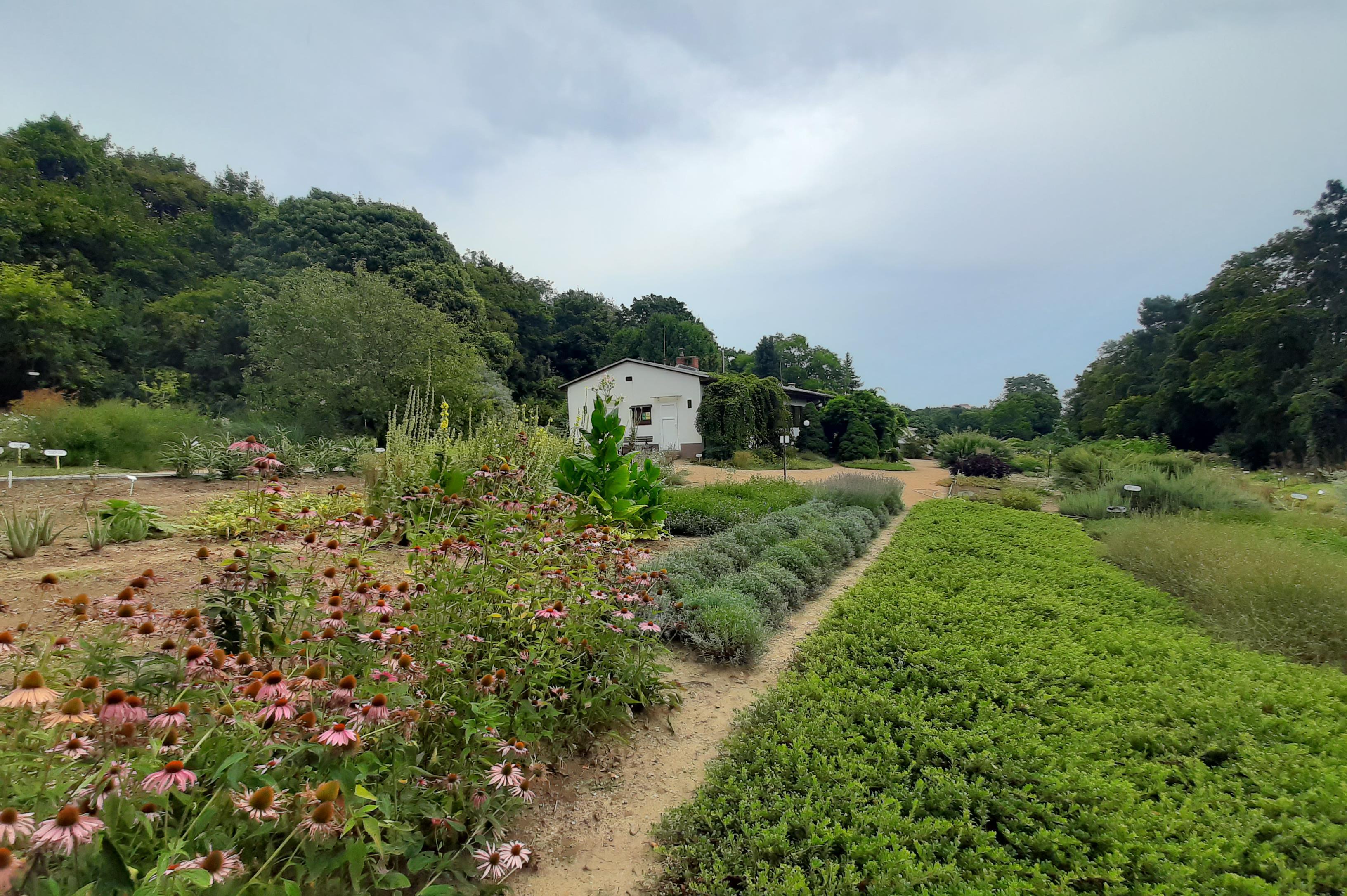 Centrum léčivých rostlin Lékařské fakulty Masarykovy univerzity