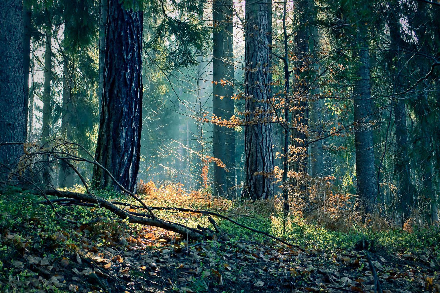 NatureFoto.cz - Vlastimil Bažanowski foto 1