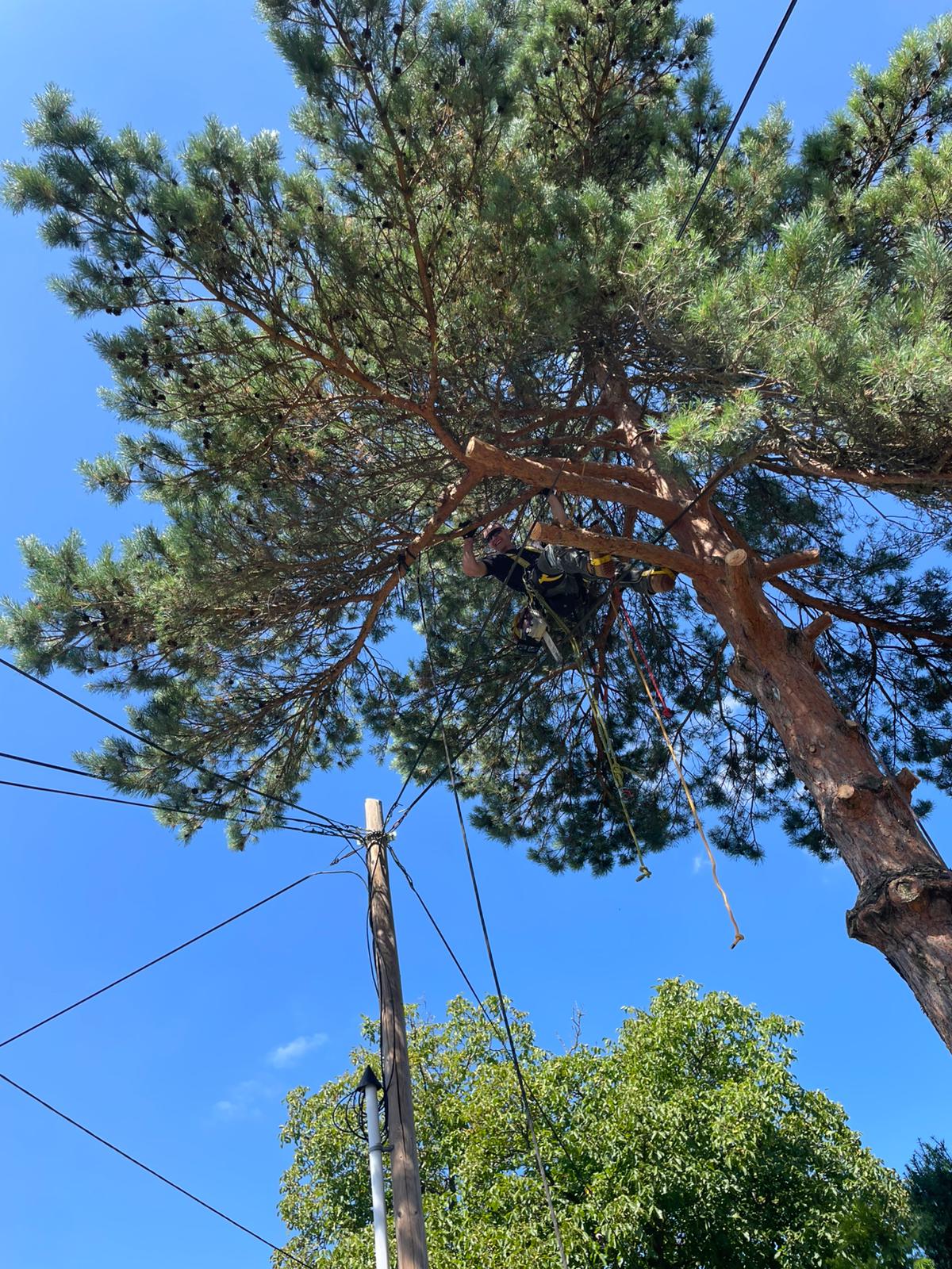 Ořez stromů a větví nad domem, elektrickým vedením