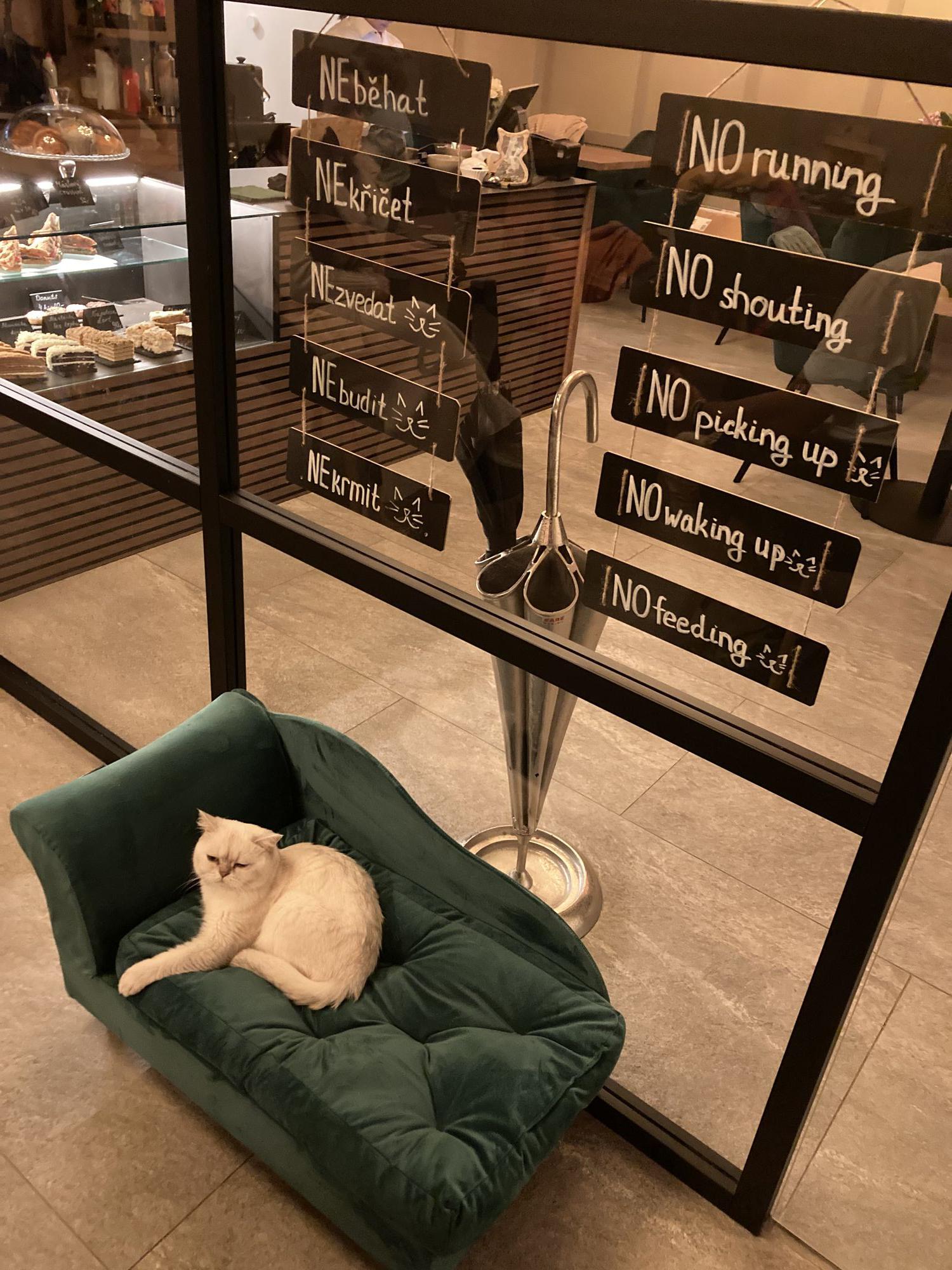 Cats & Coffee foto 2