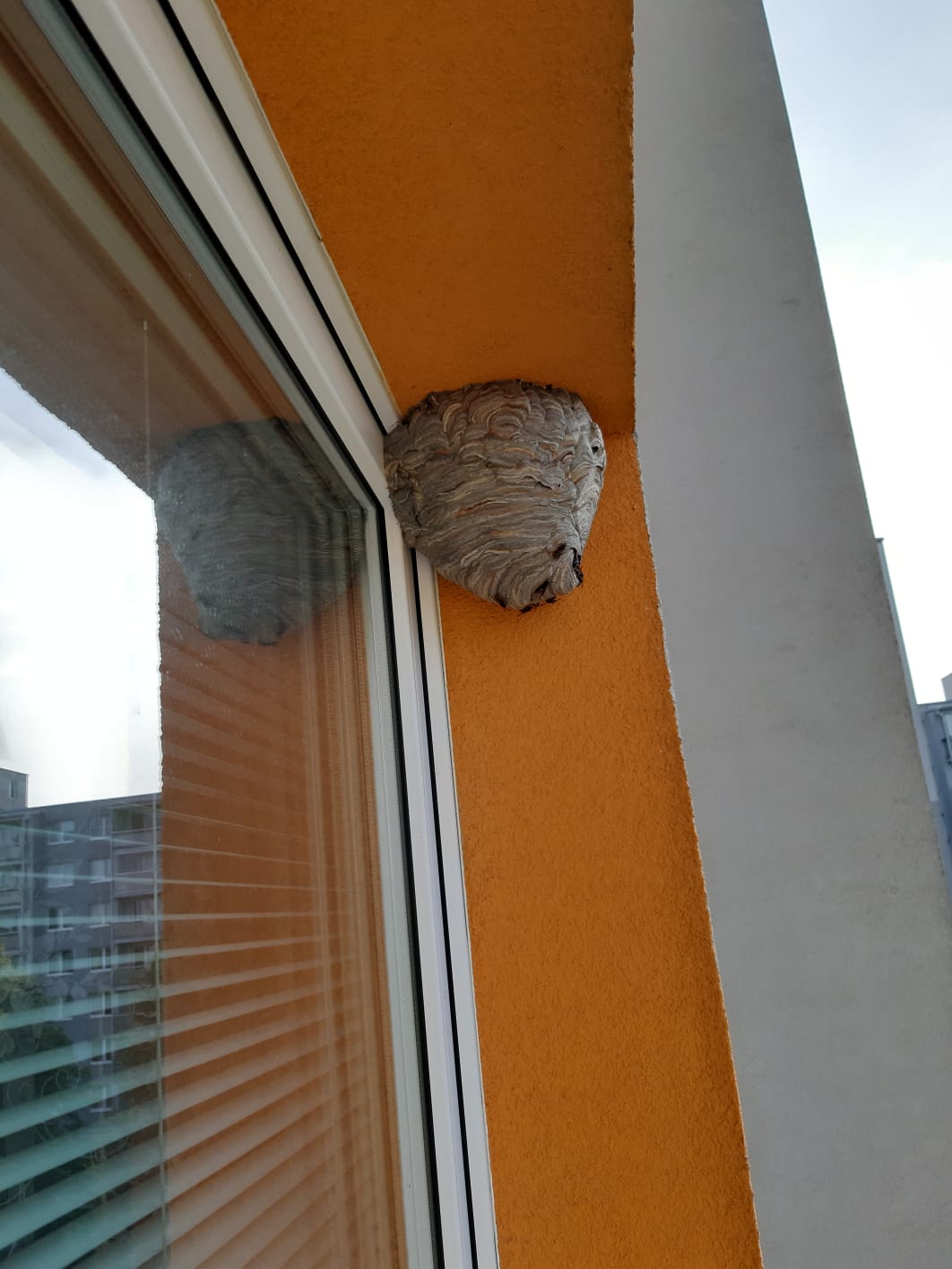 navosy.cz foto 4