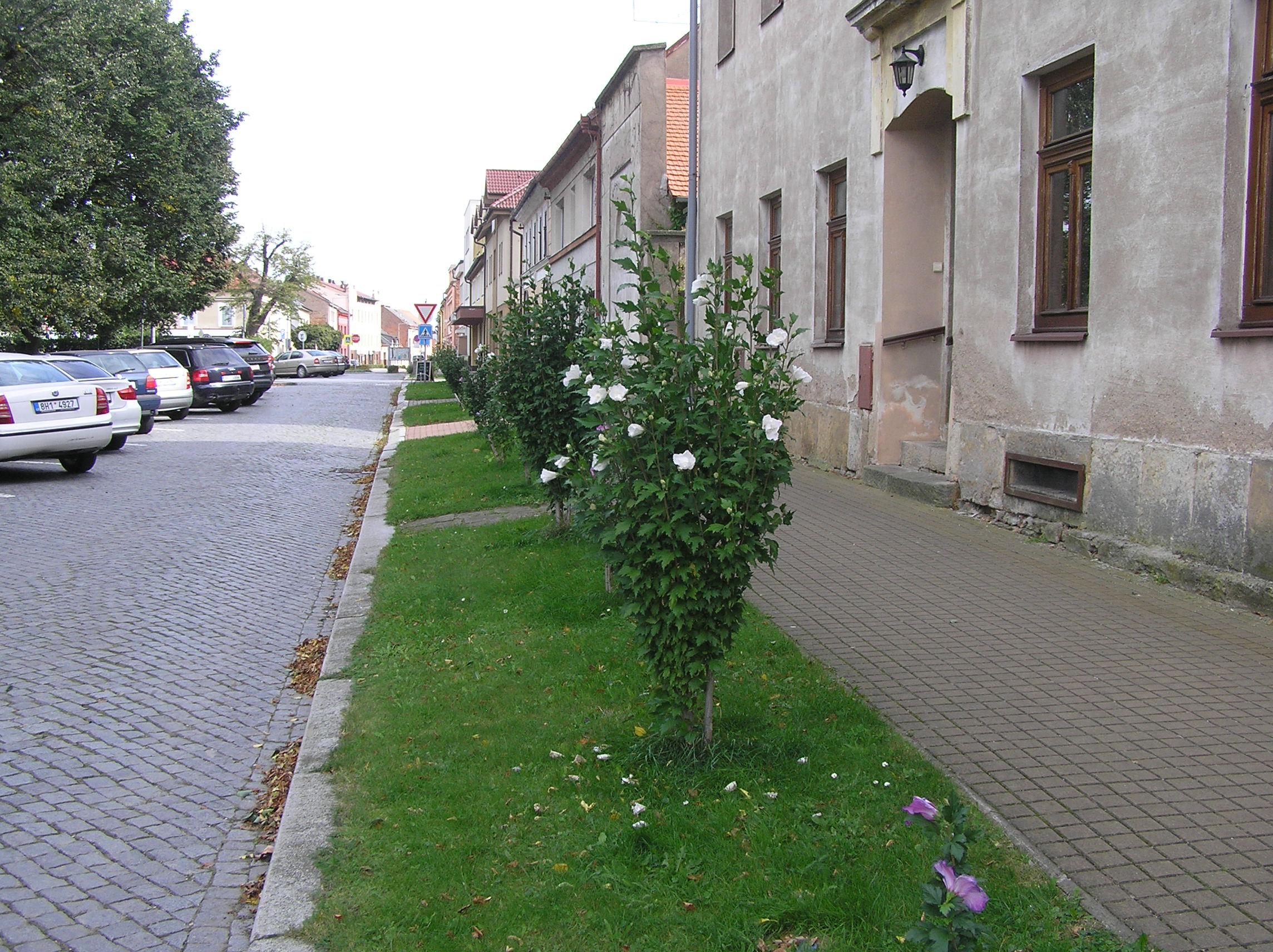 Nechanice - městský úřad foto 5