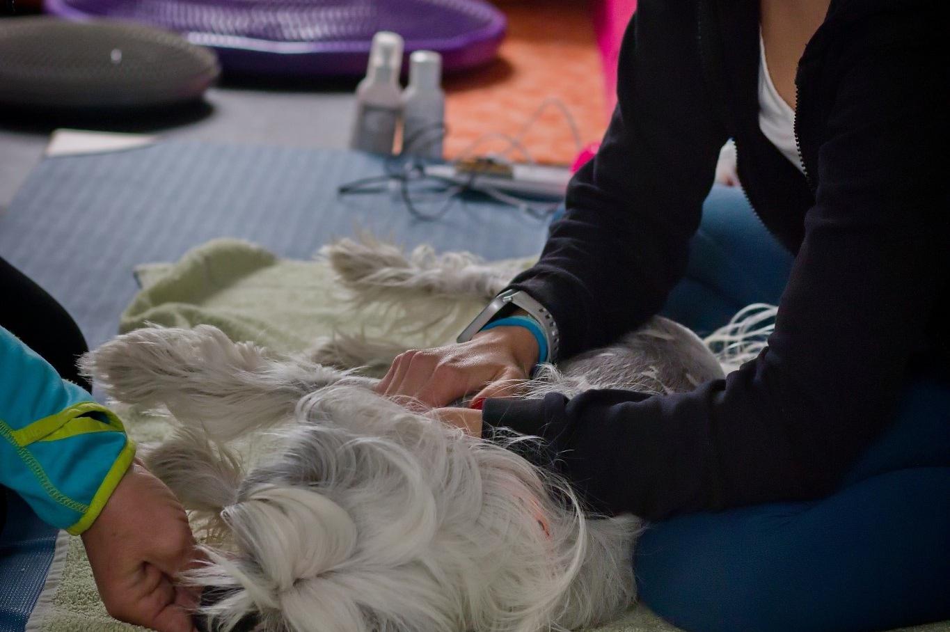 Fyzioterapie a výcvik psů - Lover of Life