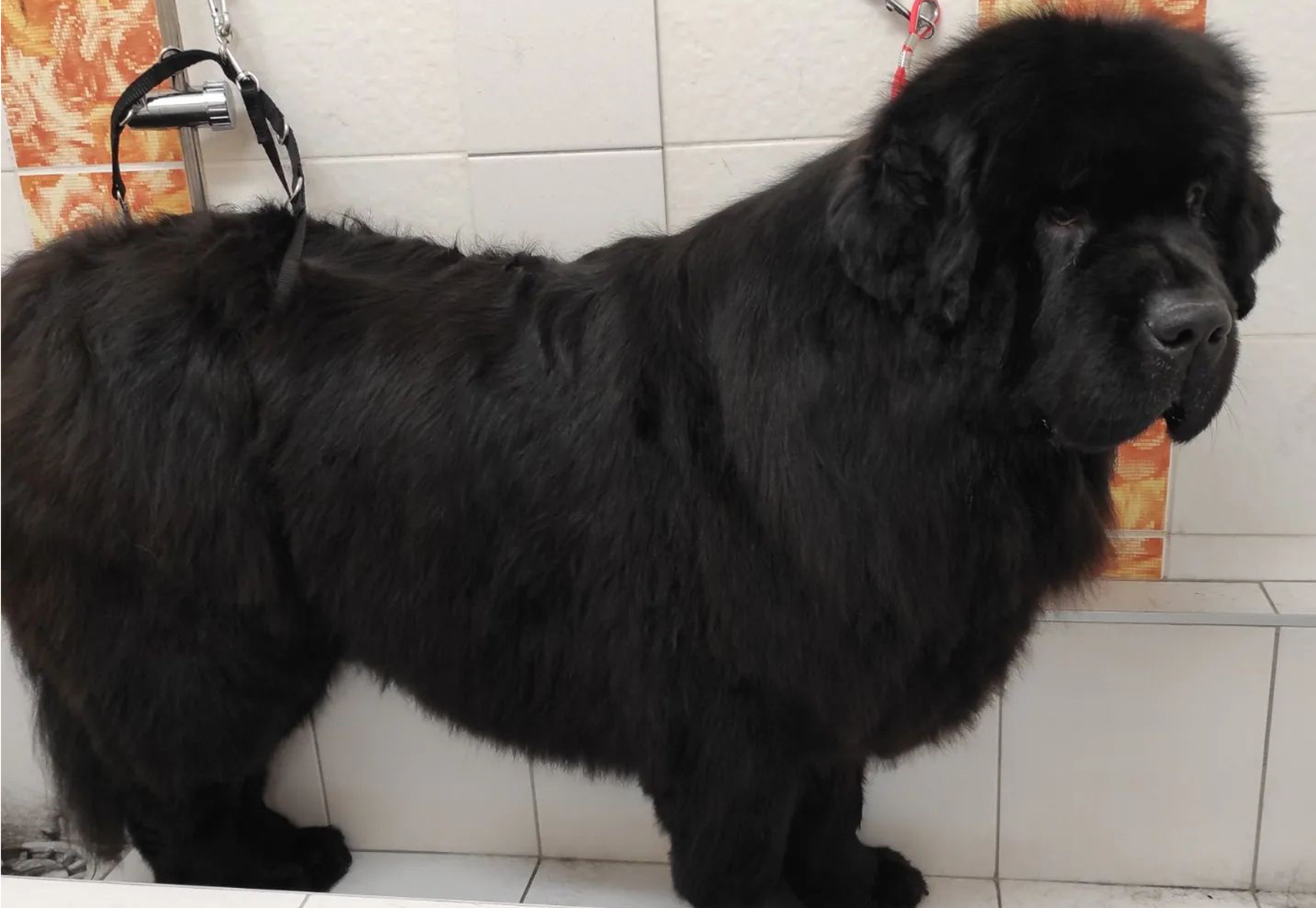 Úprava srsti u velkých psů