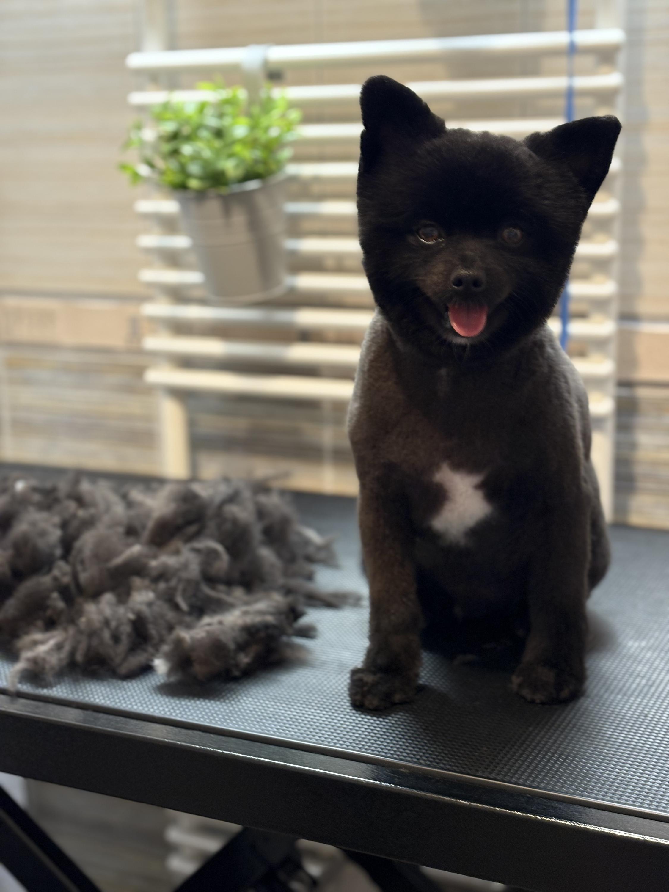 Stříhání psů Sansa foto 2