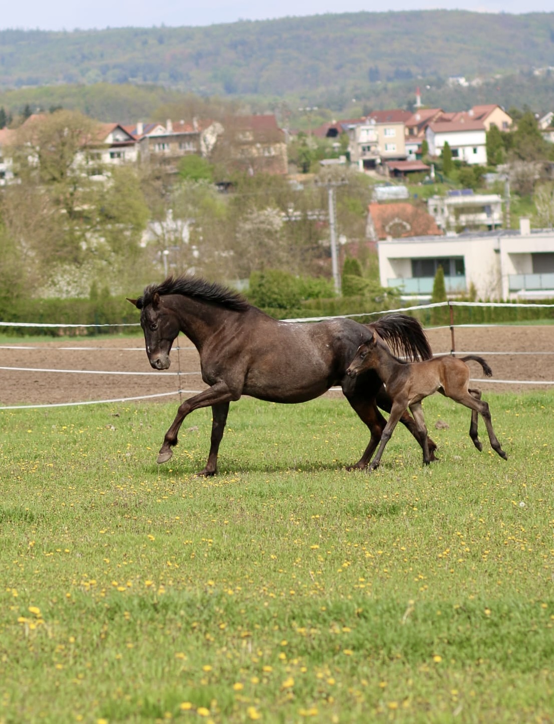 Ranch U Rezavé studánky foto 4