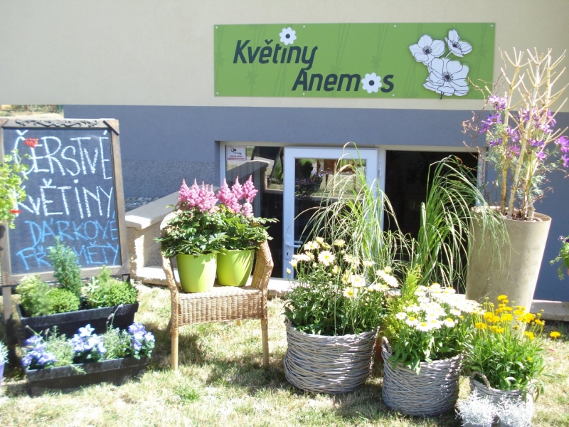 Květiny Anemos foto 2