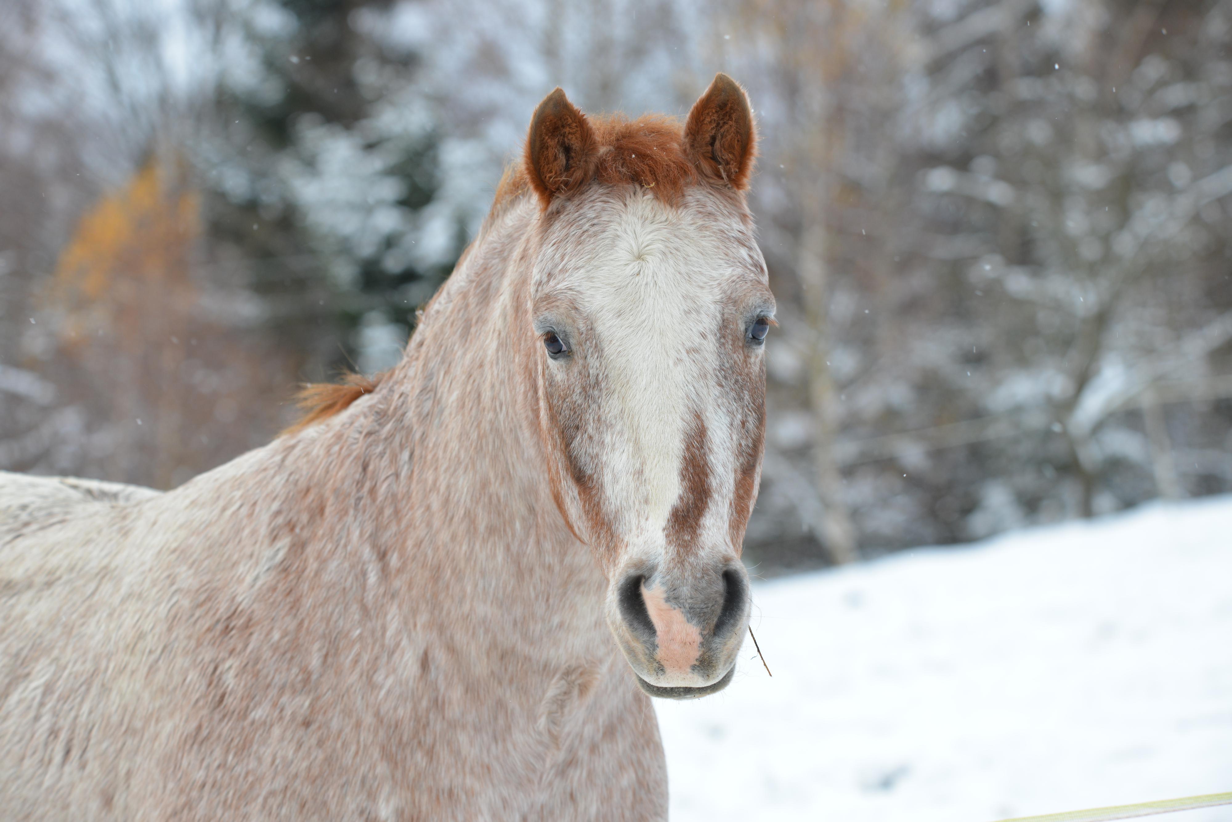 Ranč Kristýnka foto 3