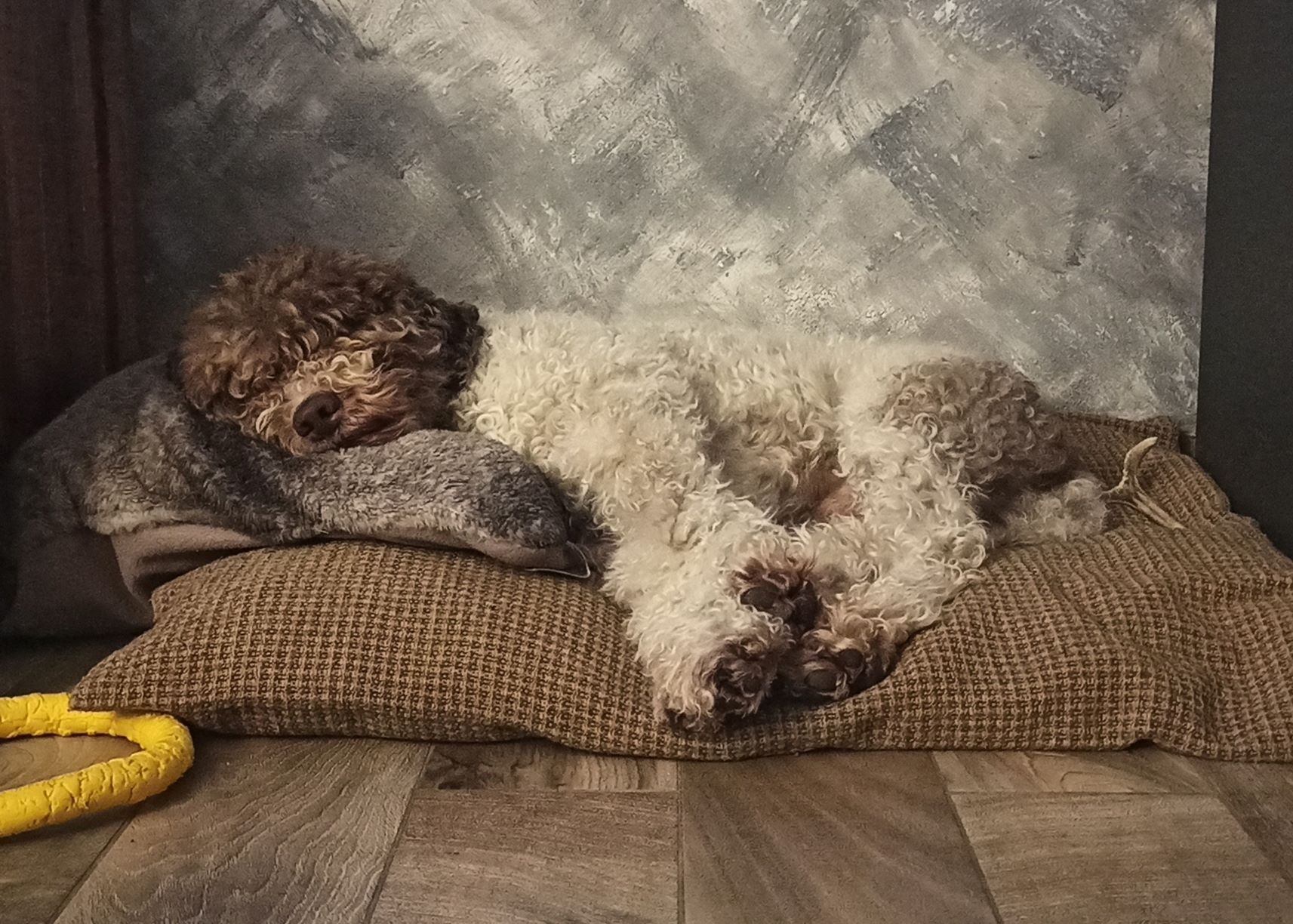CHS FCI Lagotto Romagnolo z Hrabové foto 2