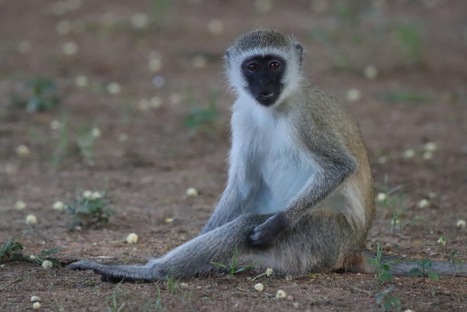 Nature Responsible Safari Czech Republic s.r.o. foto 5