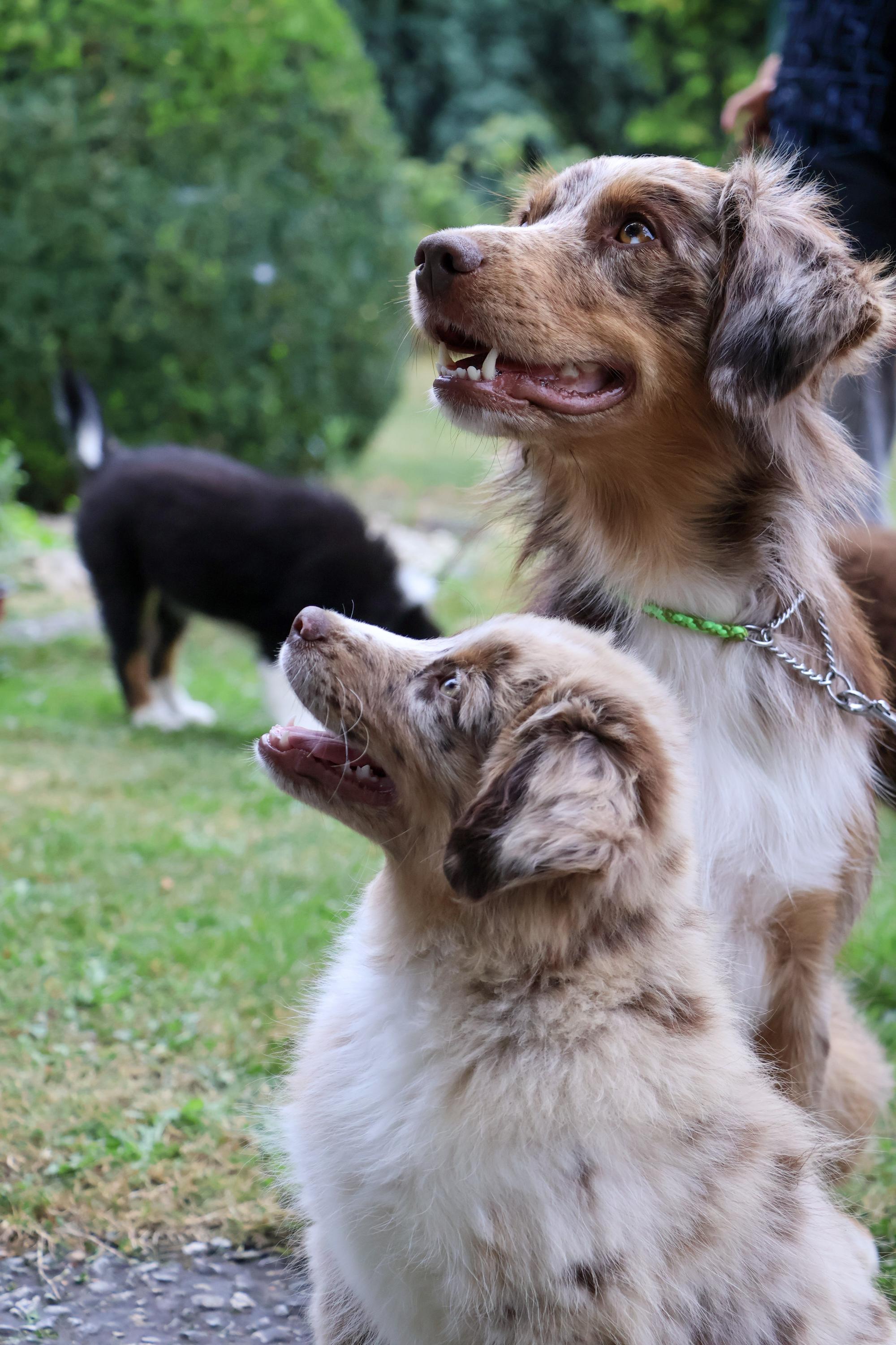 Baradeon ranch & kennel foto 2