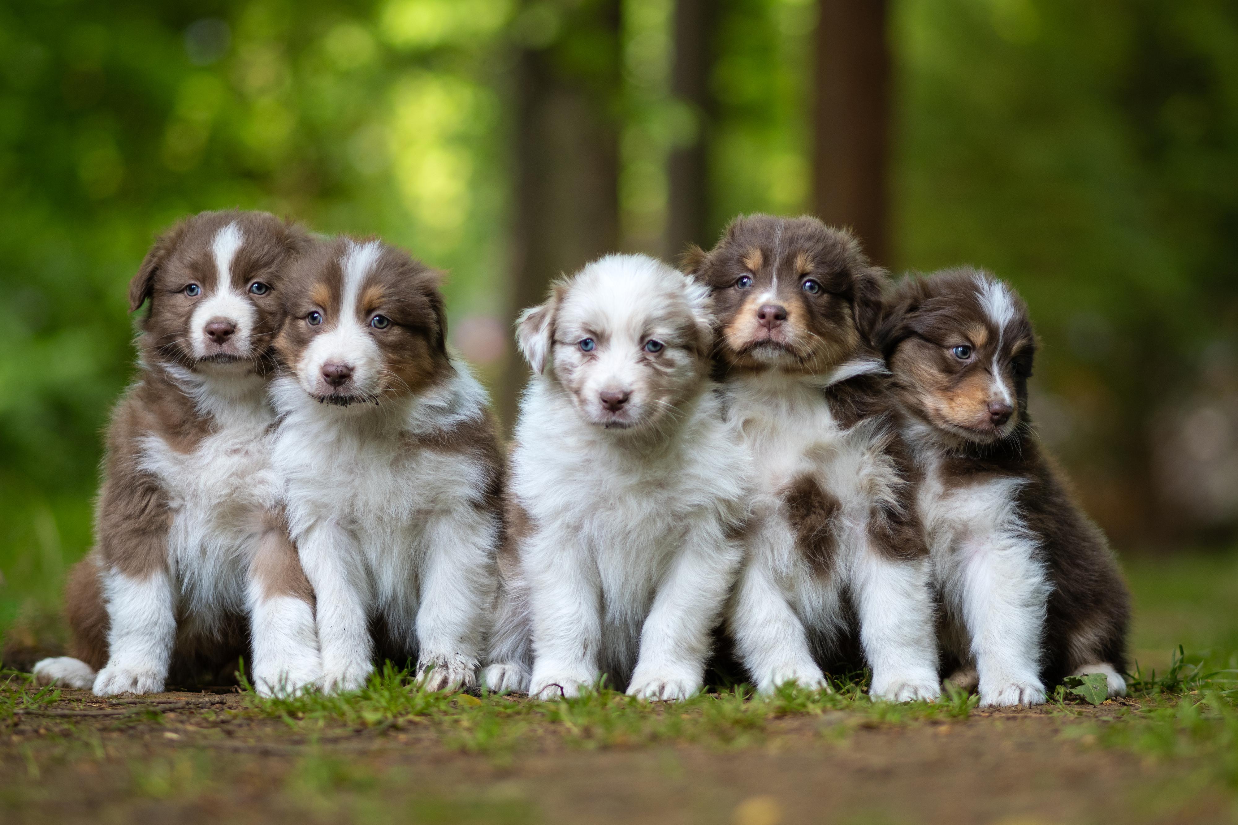 Chovatelská stanice Aussieland foto 4