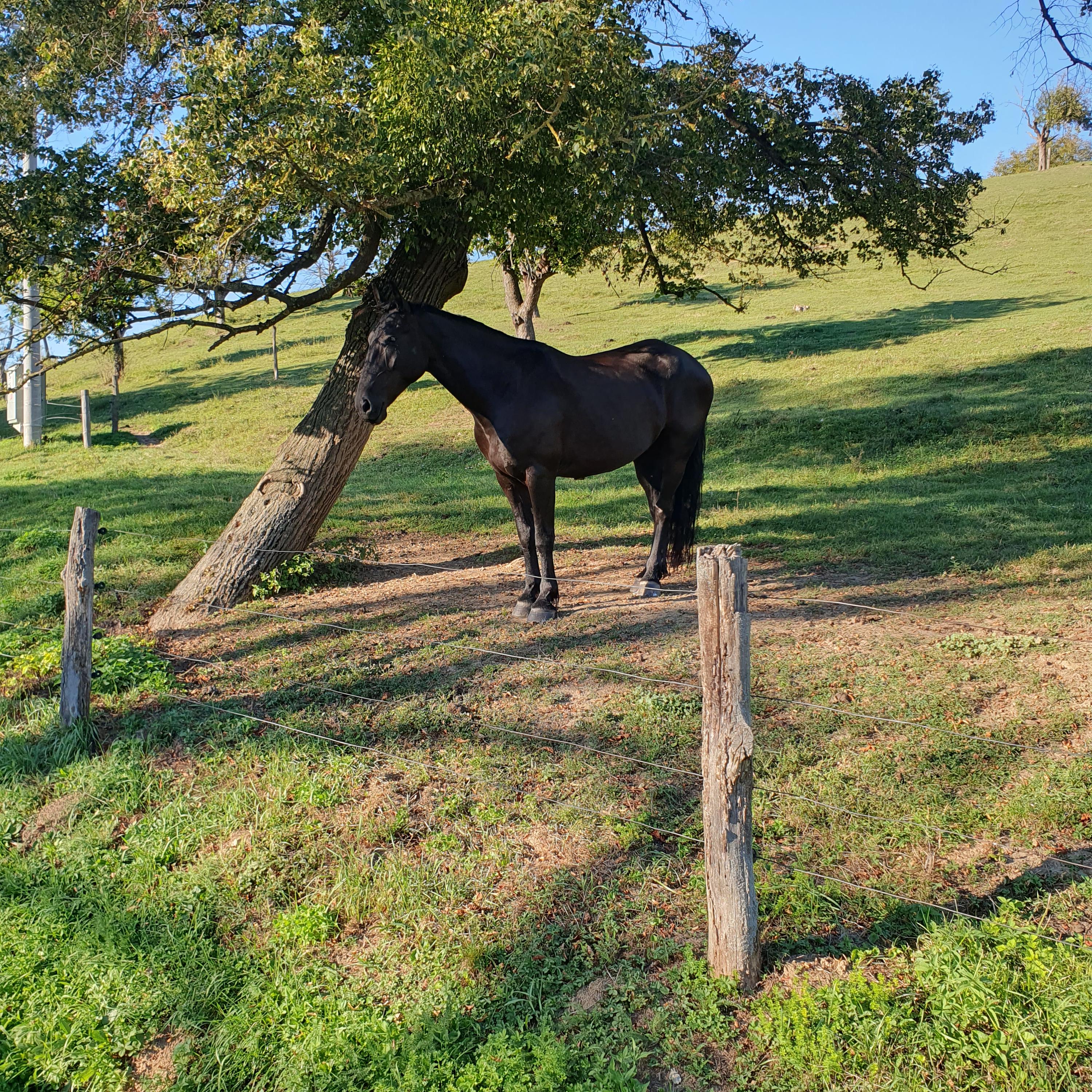 Hostinec u Hříbka foto 2