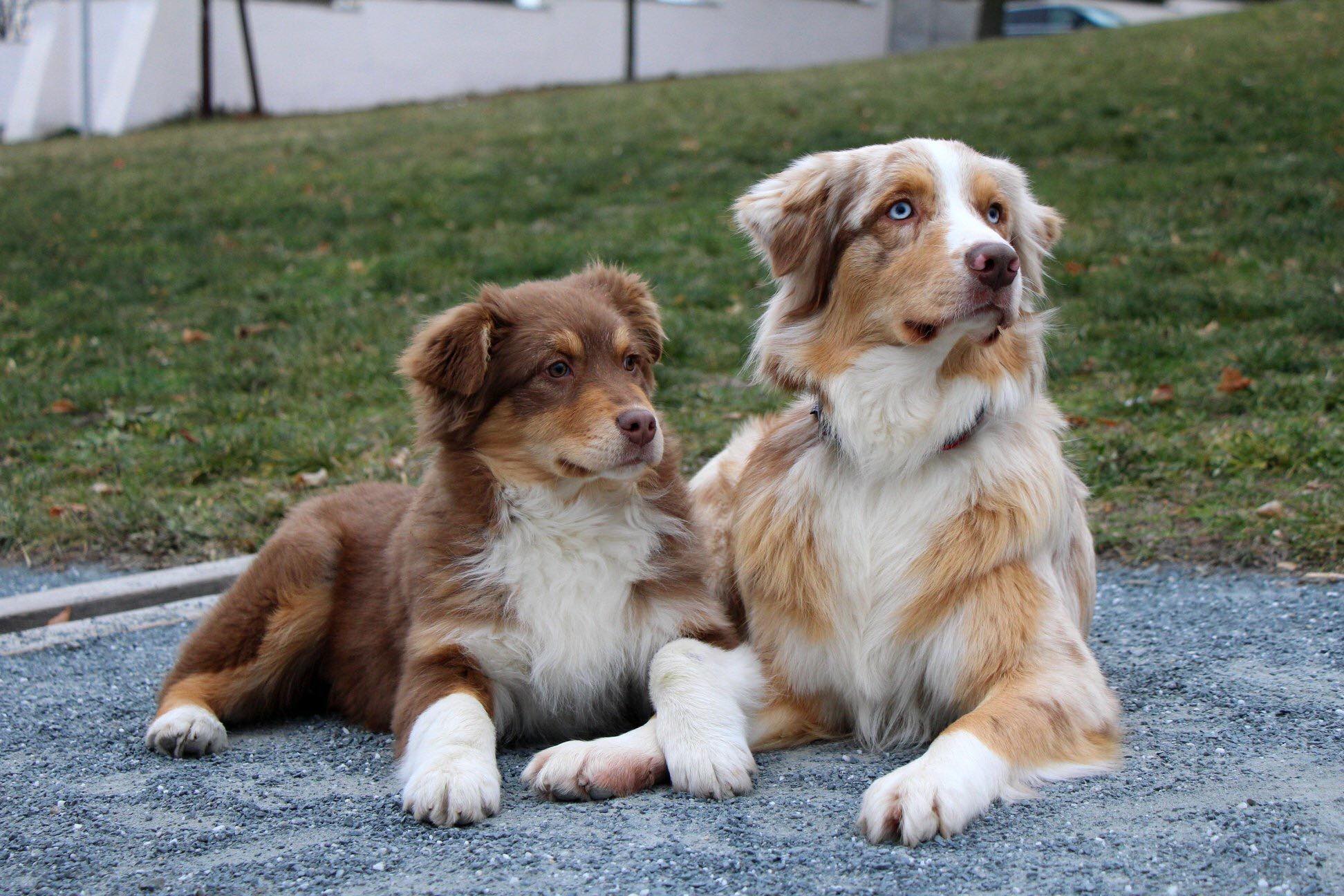 Chovatelská stanice Aussieland foto 3