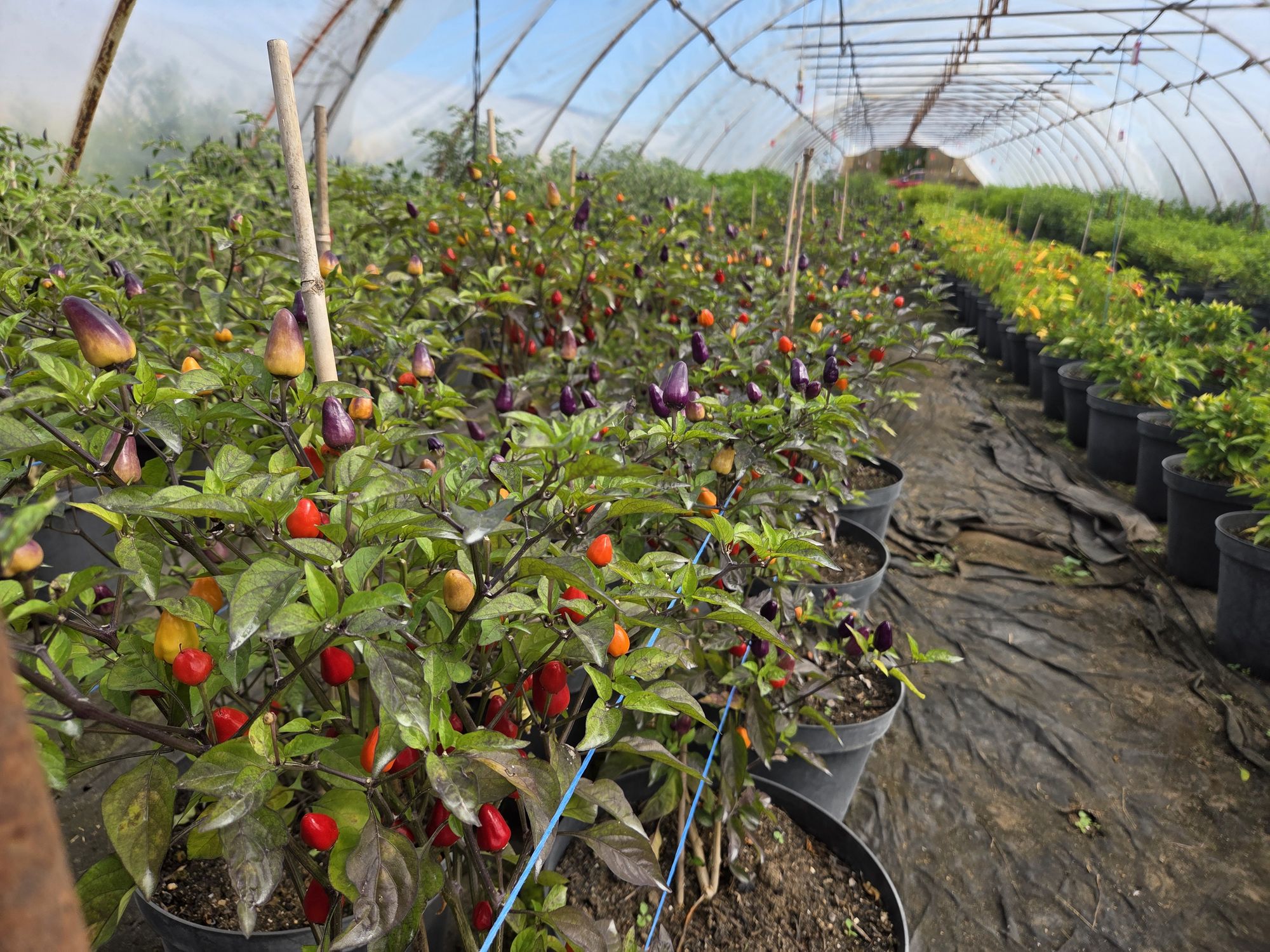 World of Chilli foto 2
