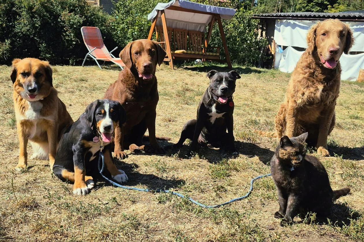 Život se psy - Veles