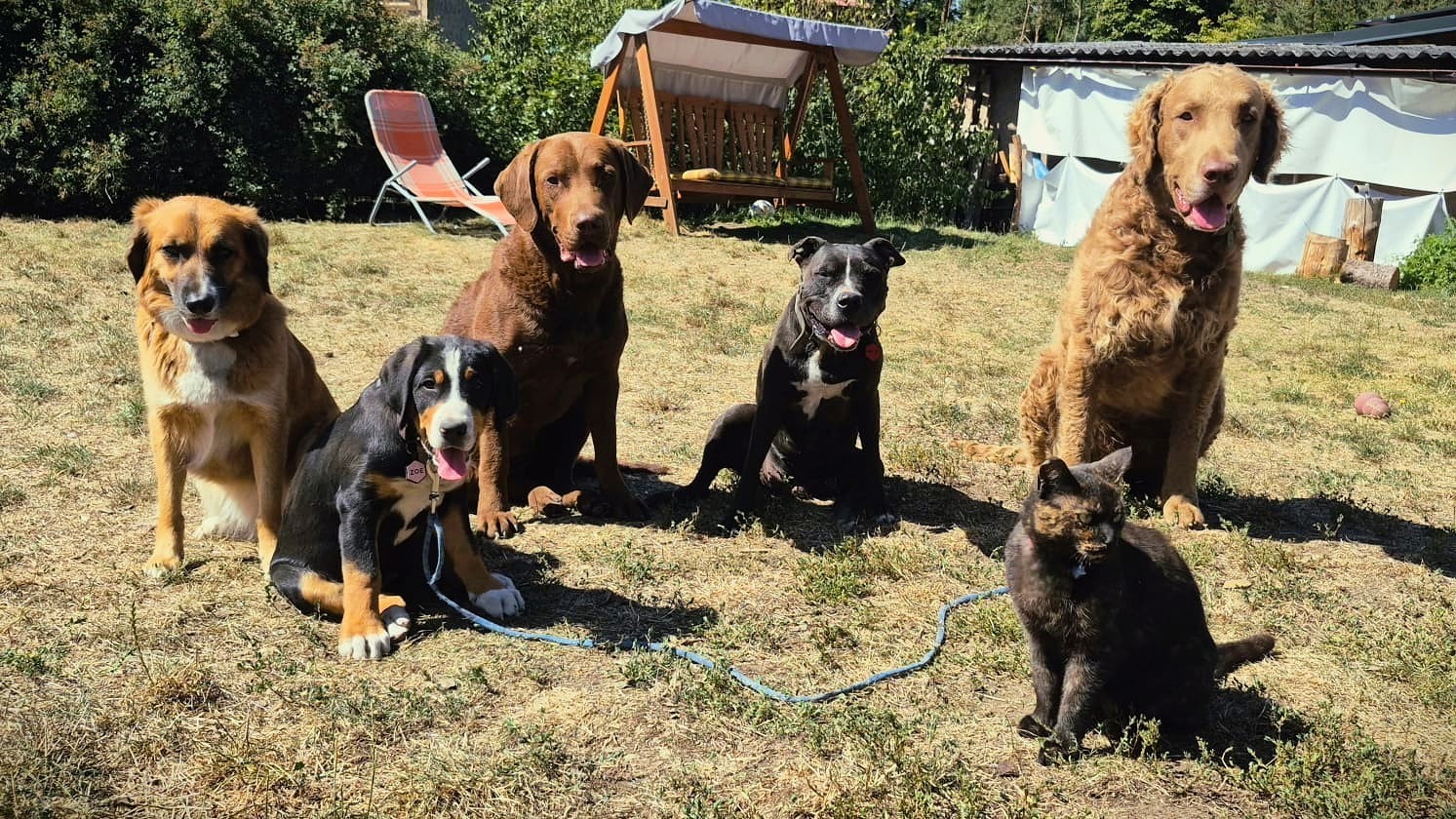 Život se psy - Veles foto 4