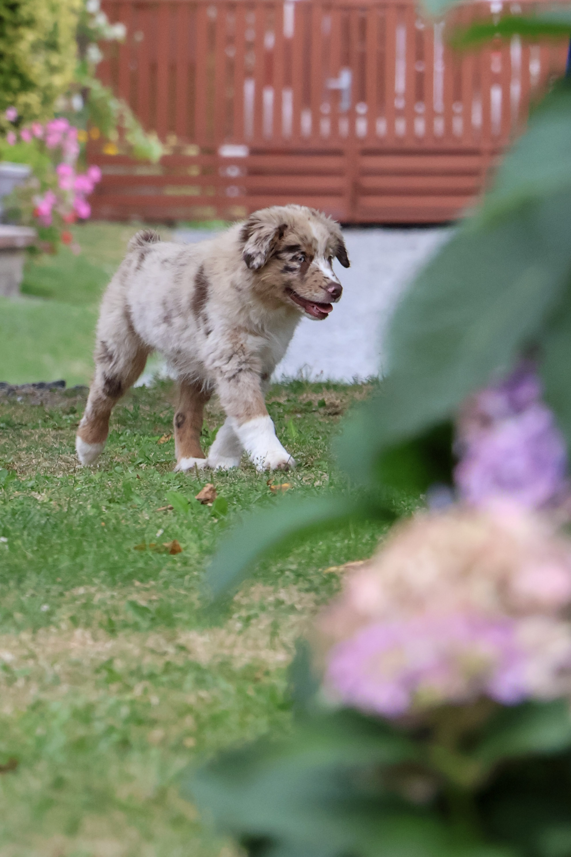 Baradeon ranch & kennel foto 5