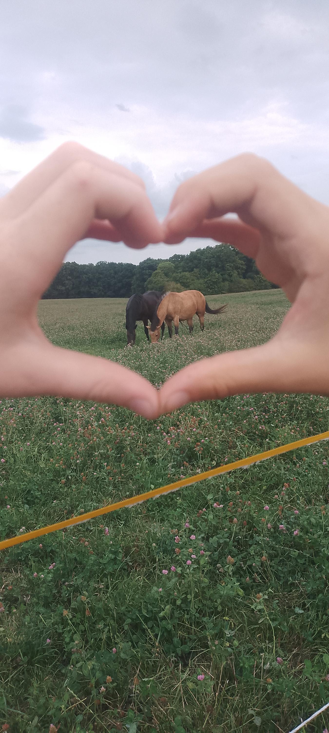 Ranč U kulhavýho velblouda foto 5