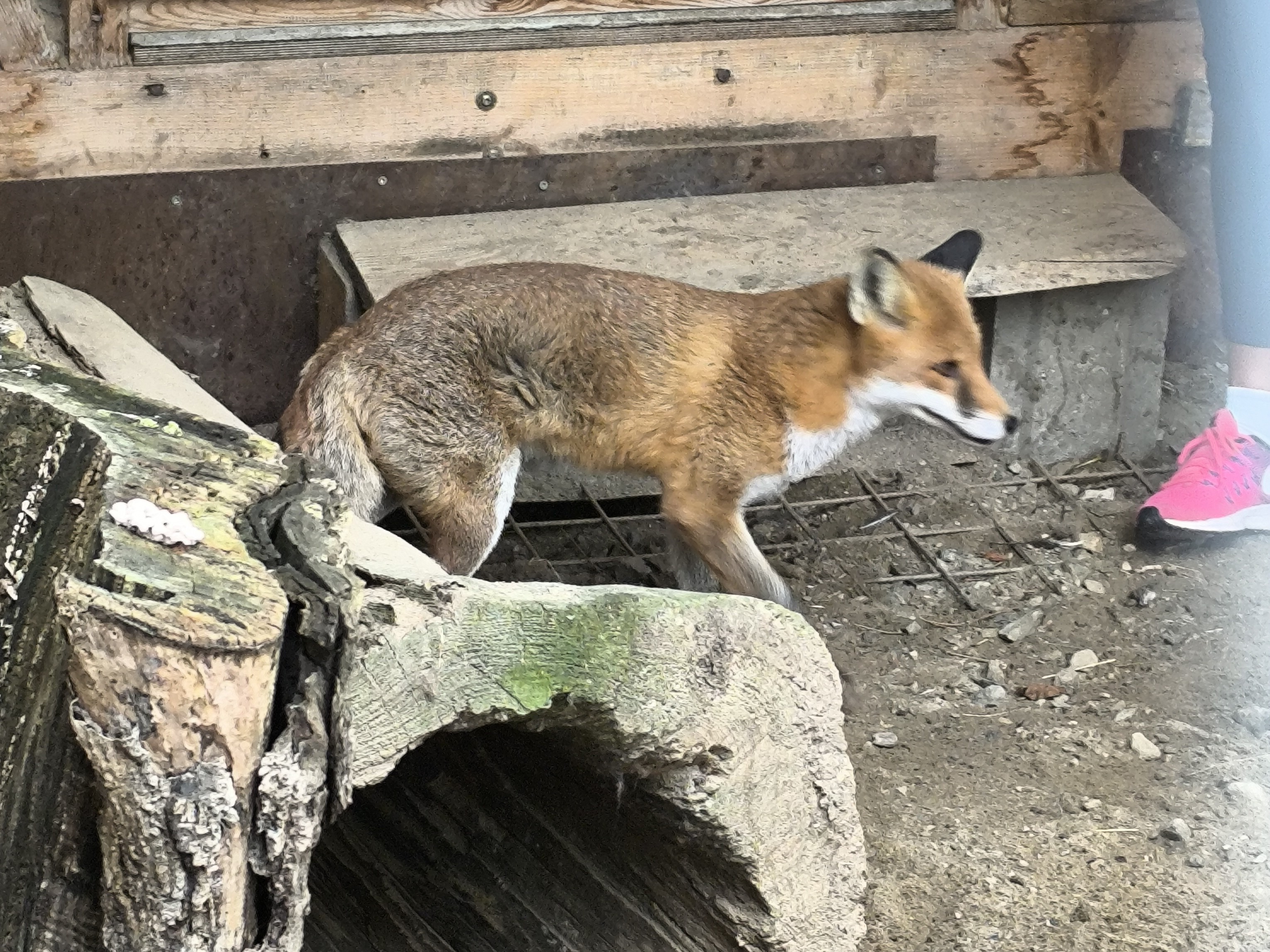 Ochrana fauny ČR, o.p.s. foto 4