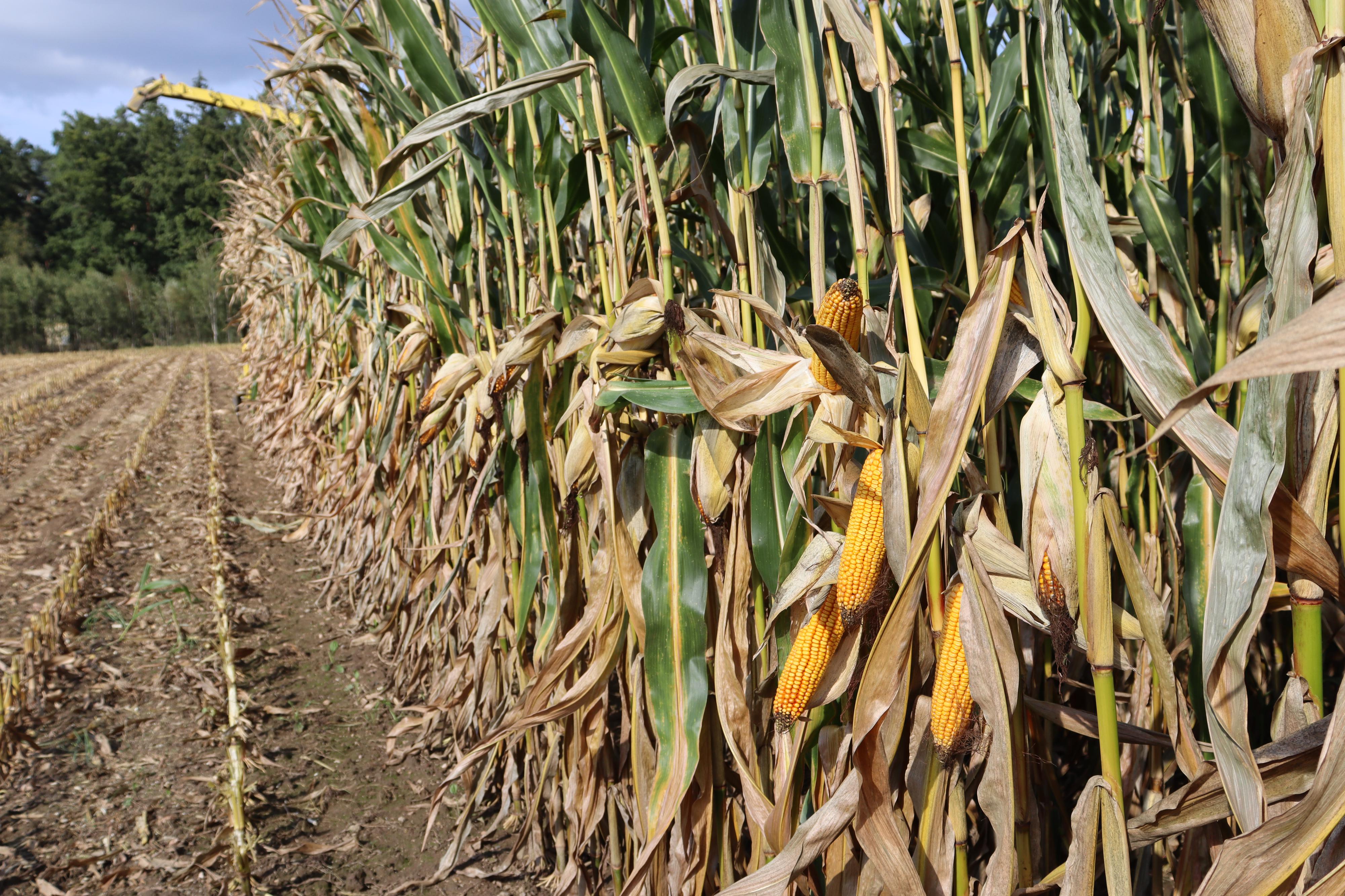 Farma Malešice foto 5
