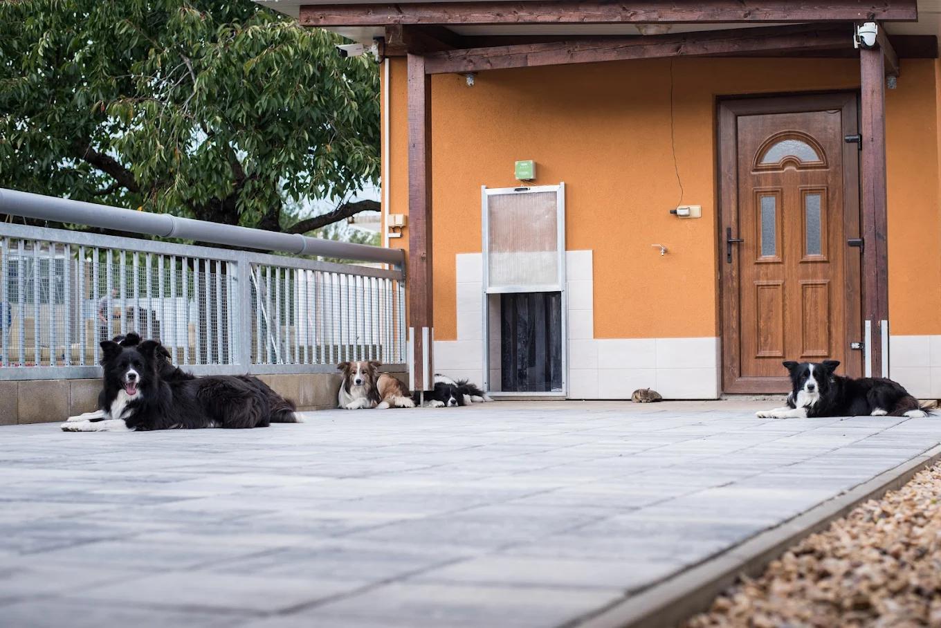Hotel pro psy 4Paws foto 6