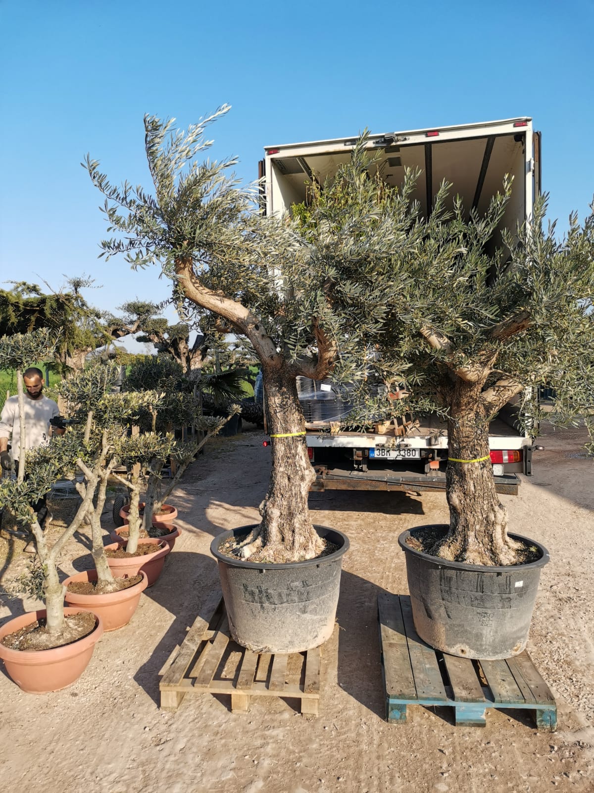 Zahradnictví Pavin.Italy s.r.o. foto 2