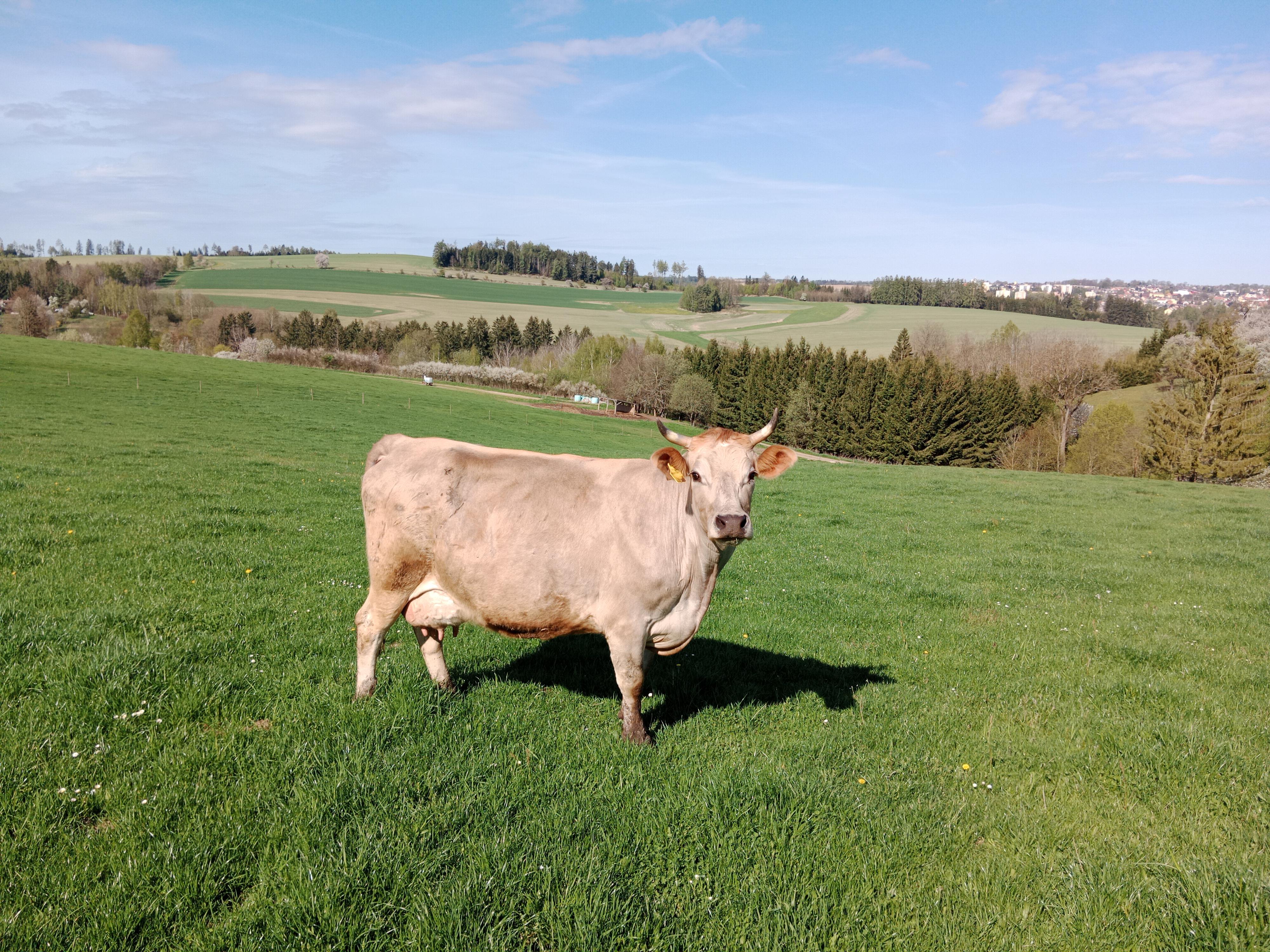 TonKa - sýrárna na statku foto 6