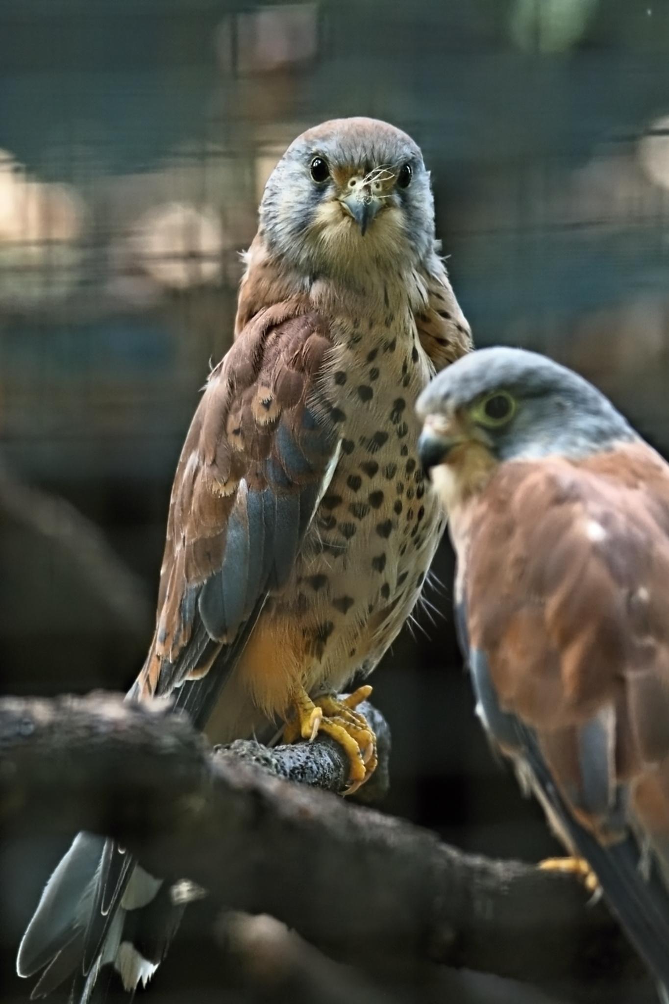 Zoologická zahrada Hodonín foto 4