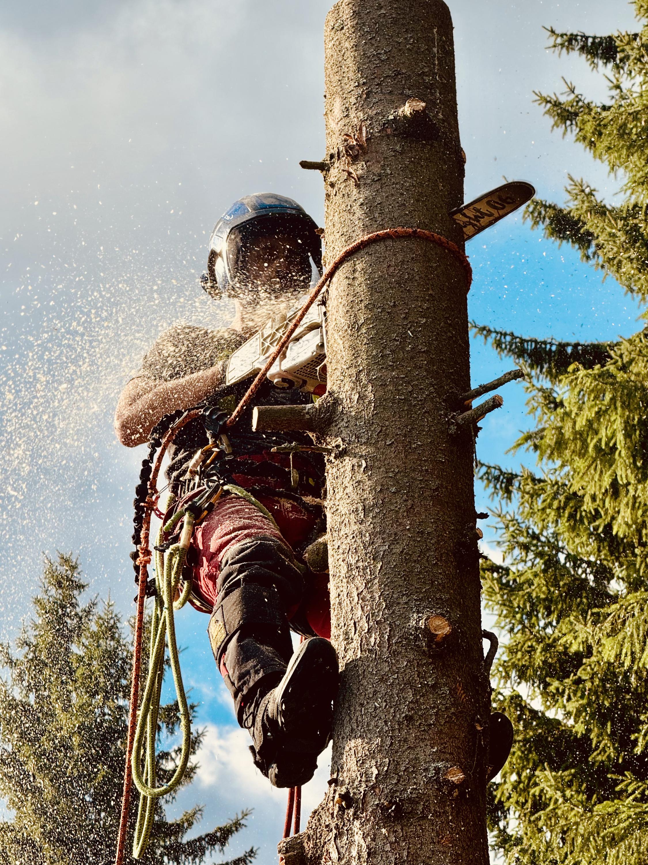 Rizikové kácení stromů Karlovy Vary foto 4
