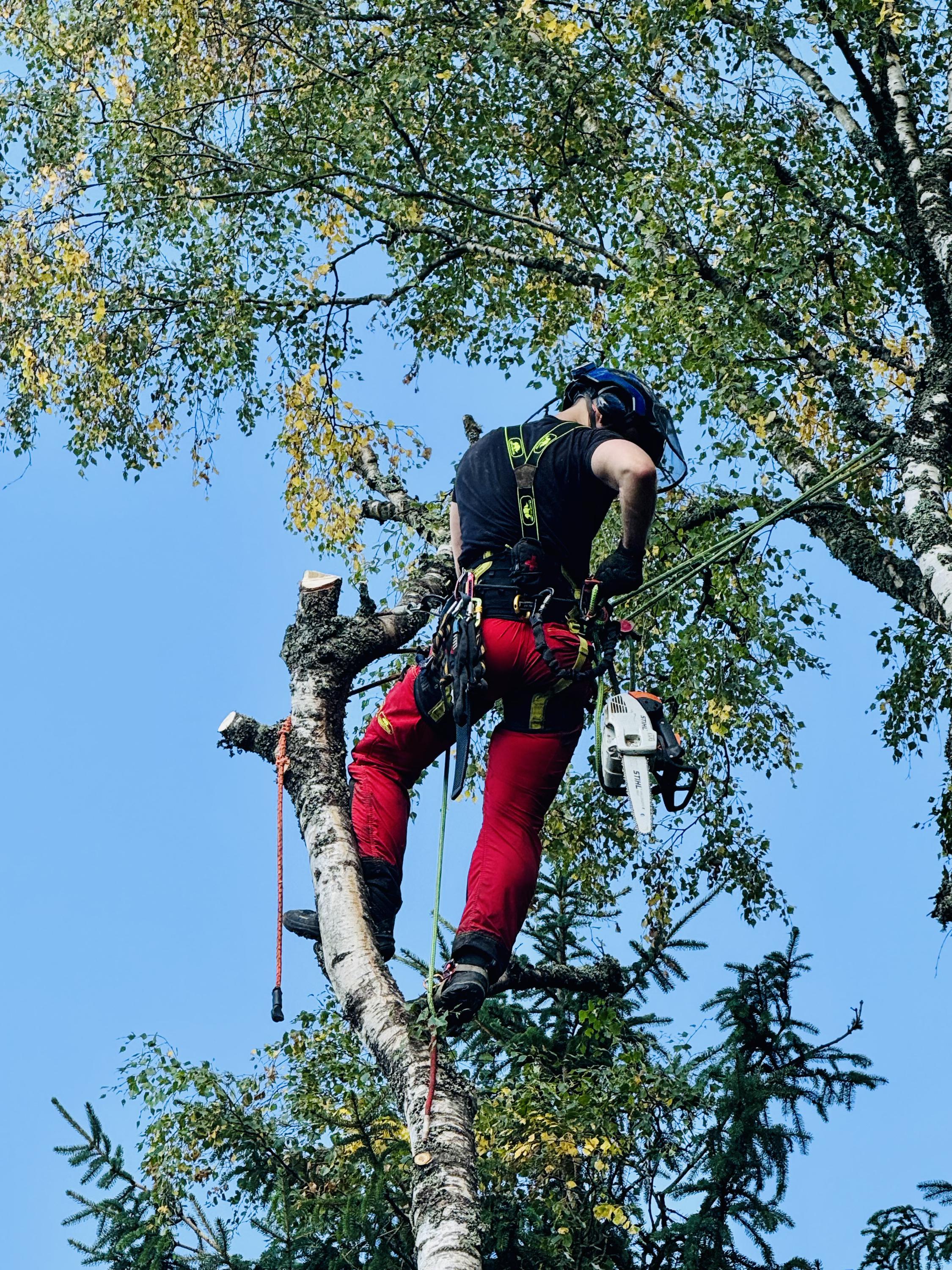 Rizikové kácení stromů Karlovy Vary foto 3