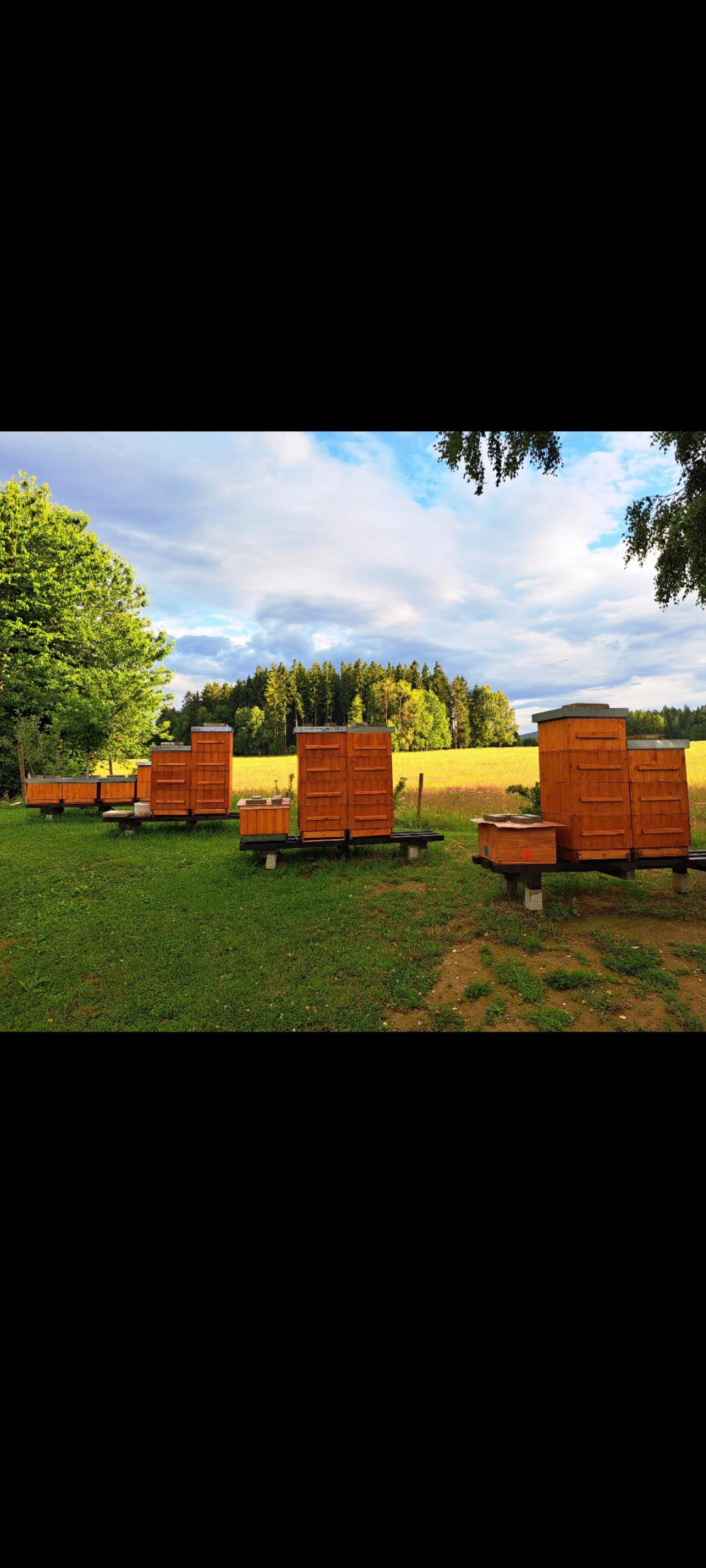 Šumavský med - Václav Jonáš foto 4