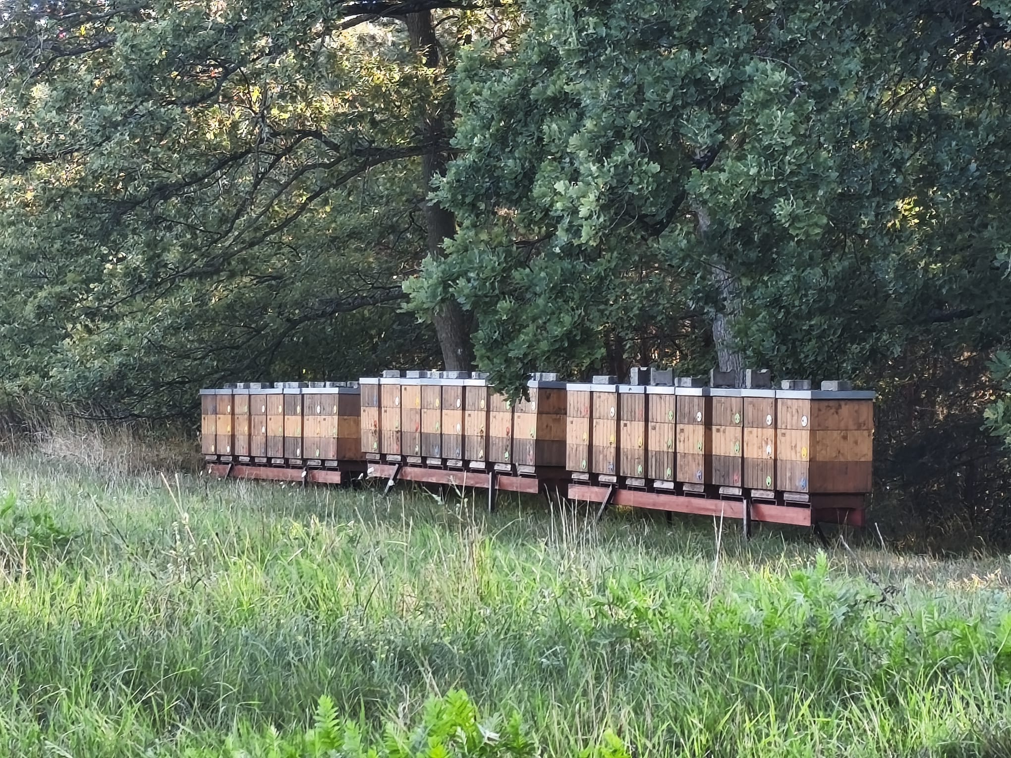 Lukáš Obereiter - včelař