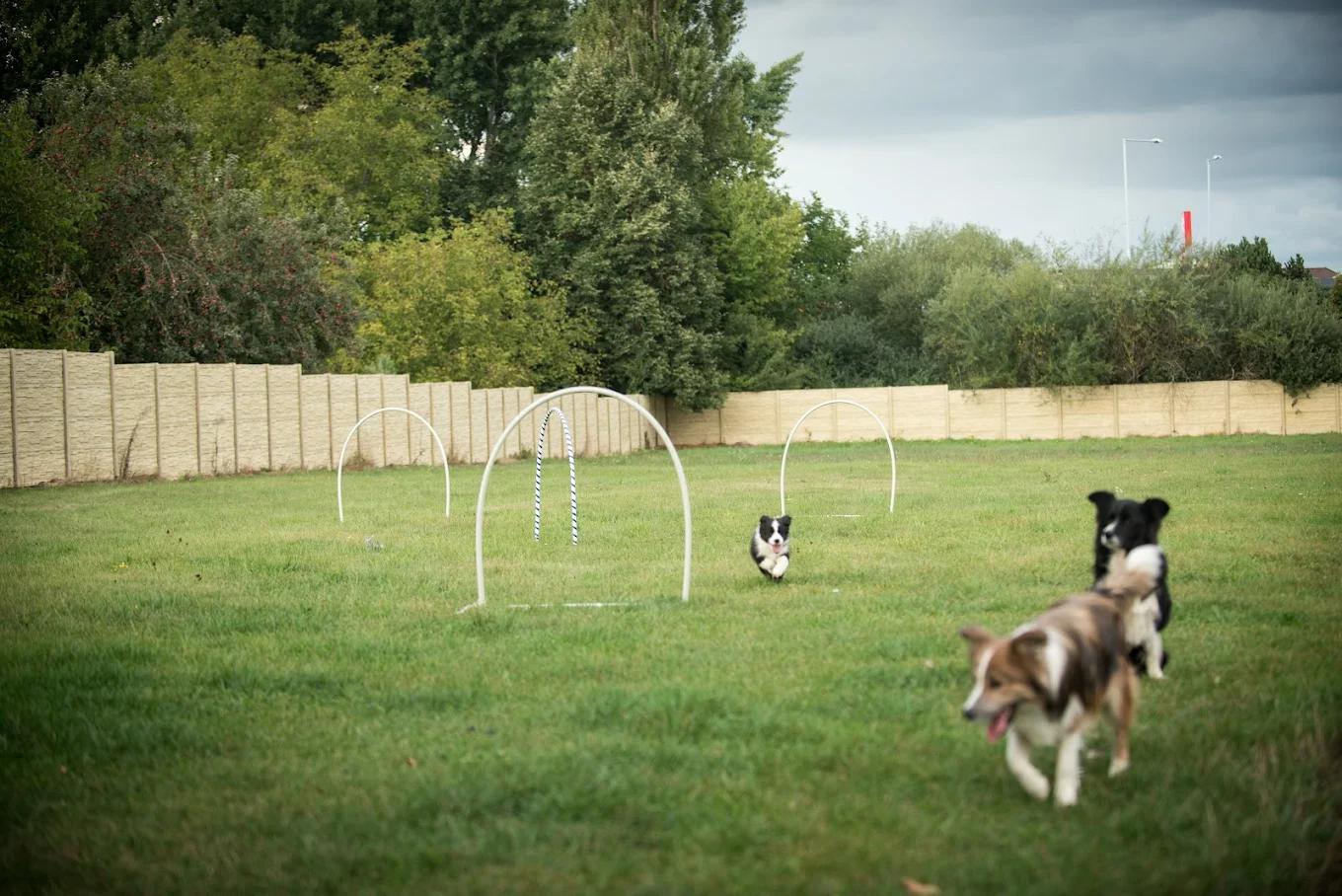 Hotel pro psy 4Paws foto 3