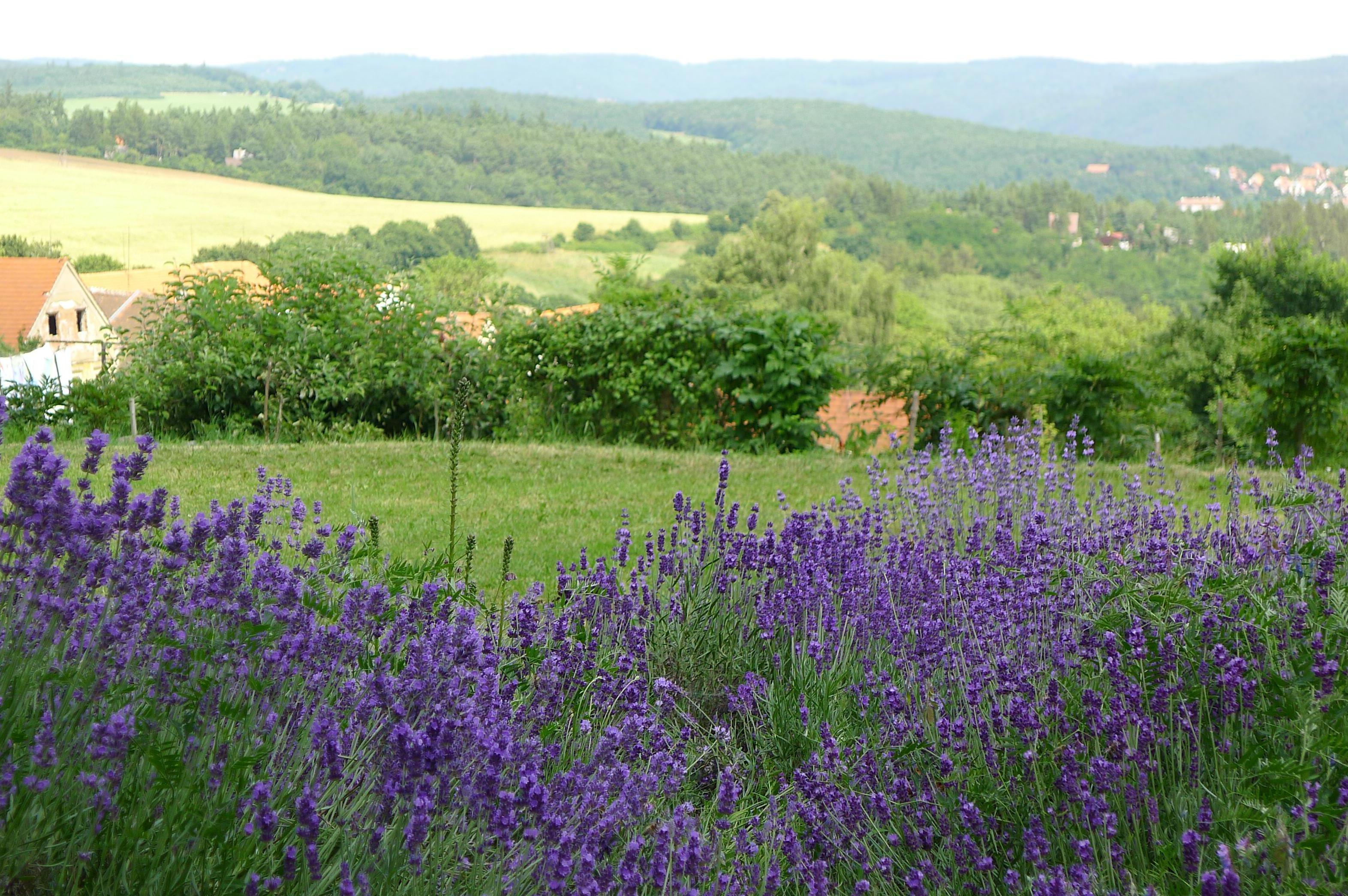 Château Novak