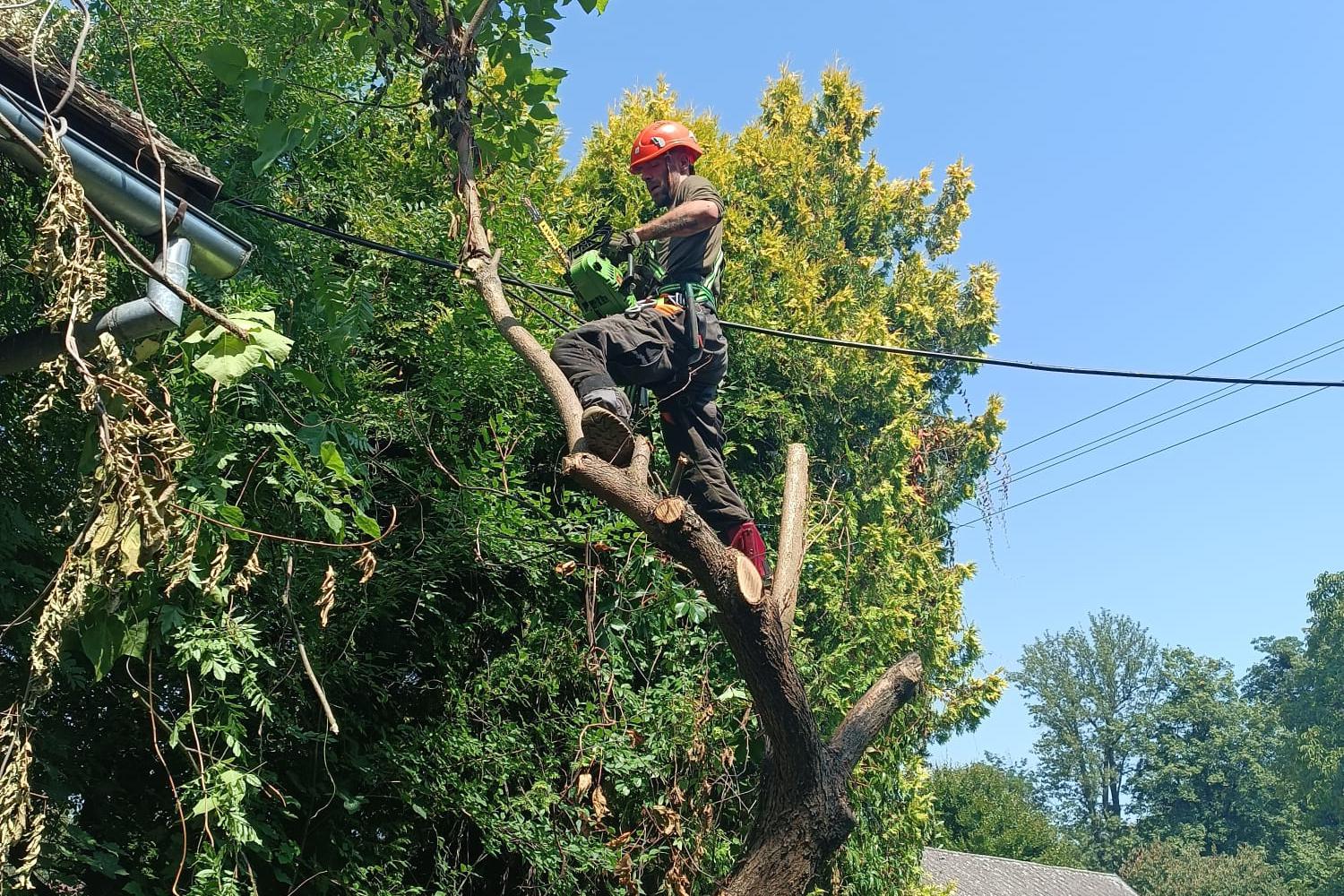 Vlastimil Illner - rizikové kácení