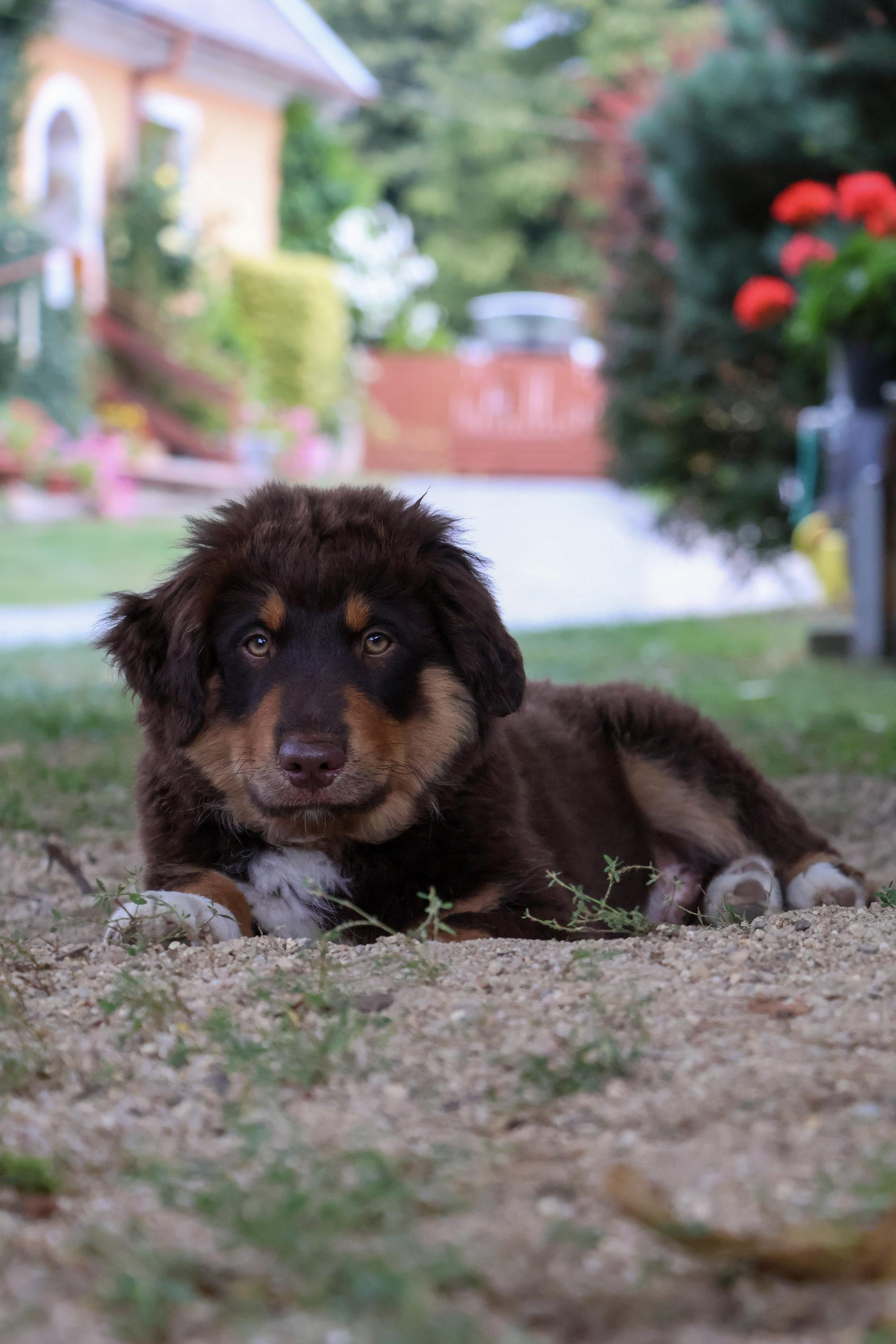Baradeon ranch & kennel foto 3