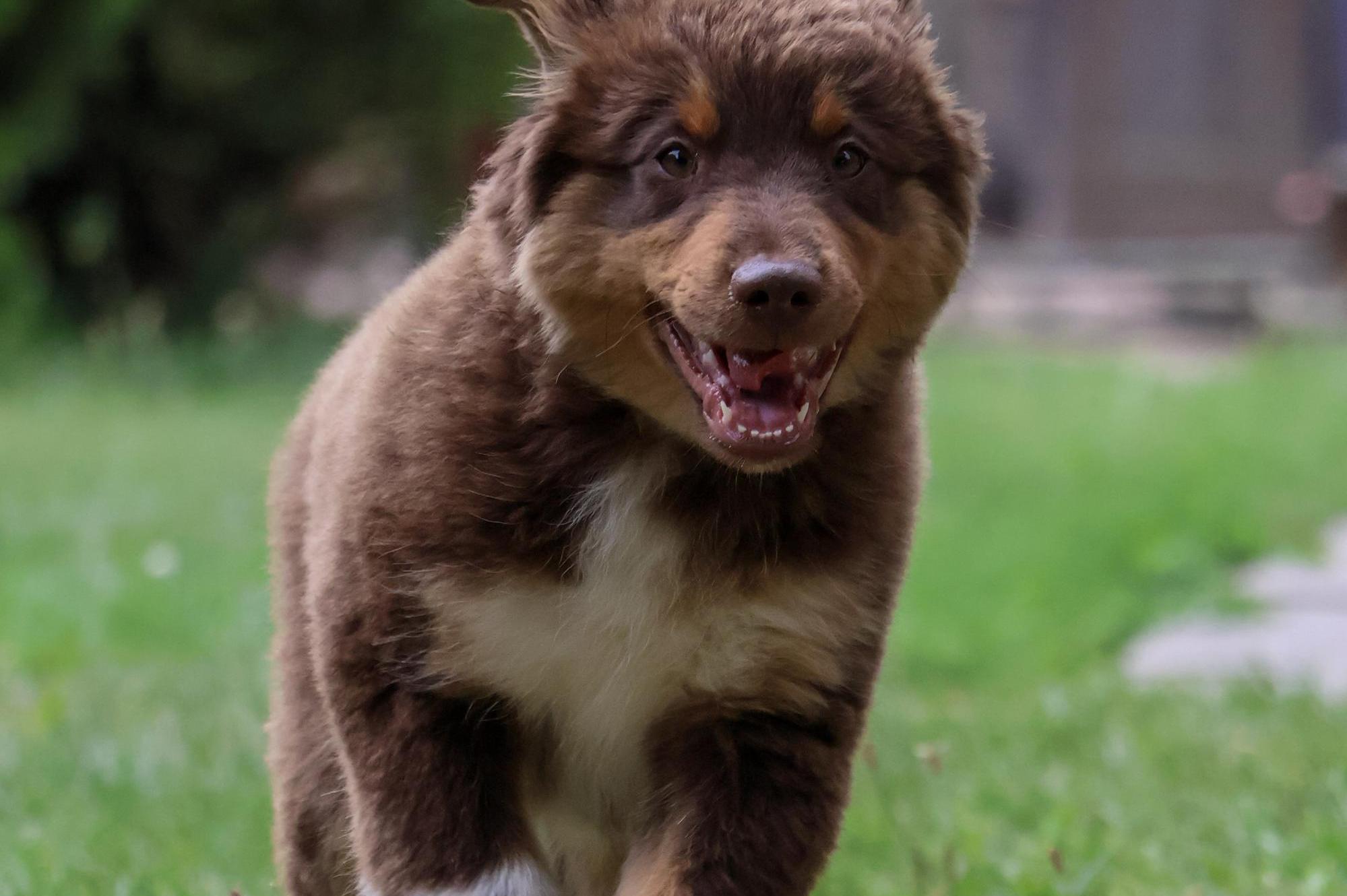 Baradeon ranch & kennel