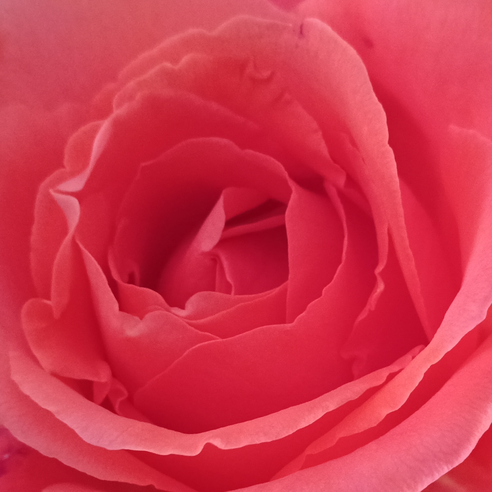 Růžová aroma masáž pro ženy