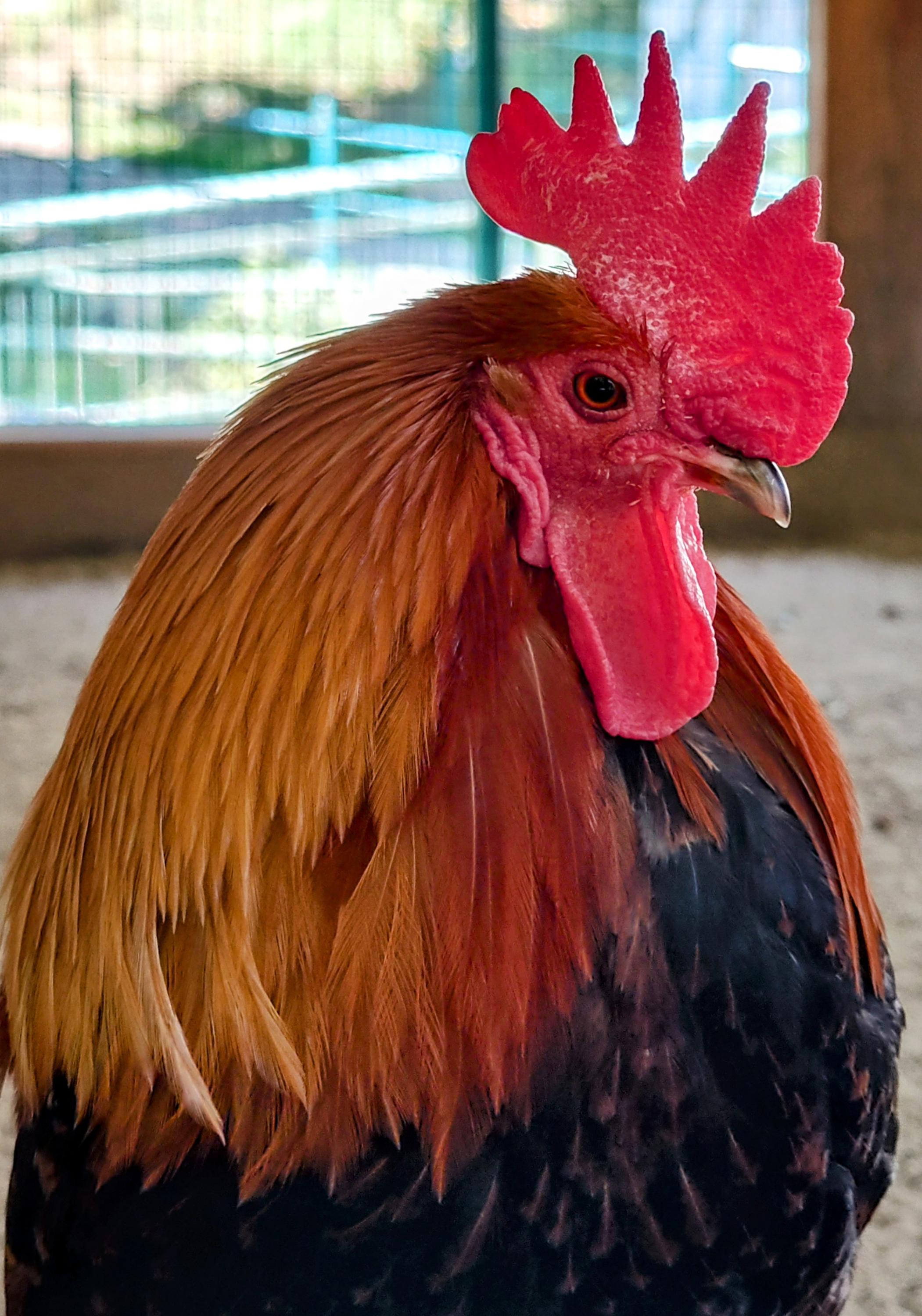 Zoo Jihlava foto 4