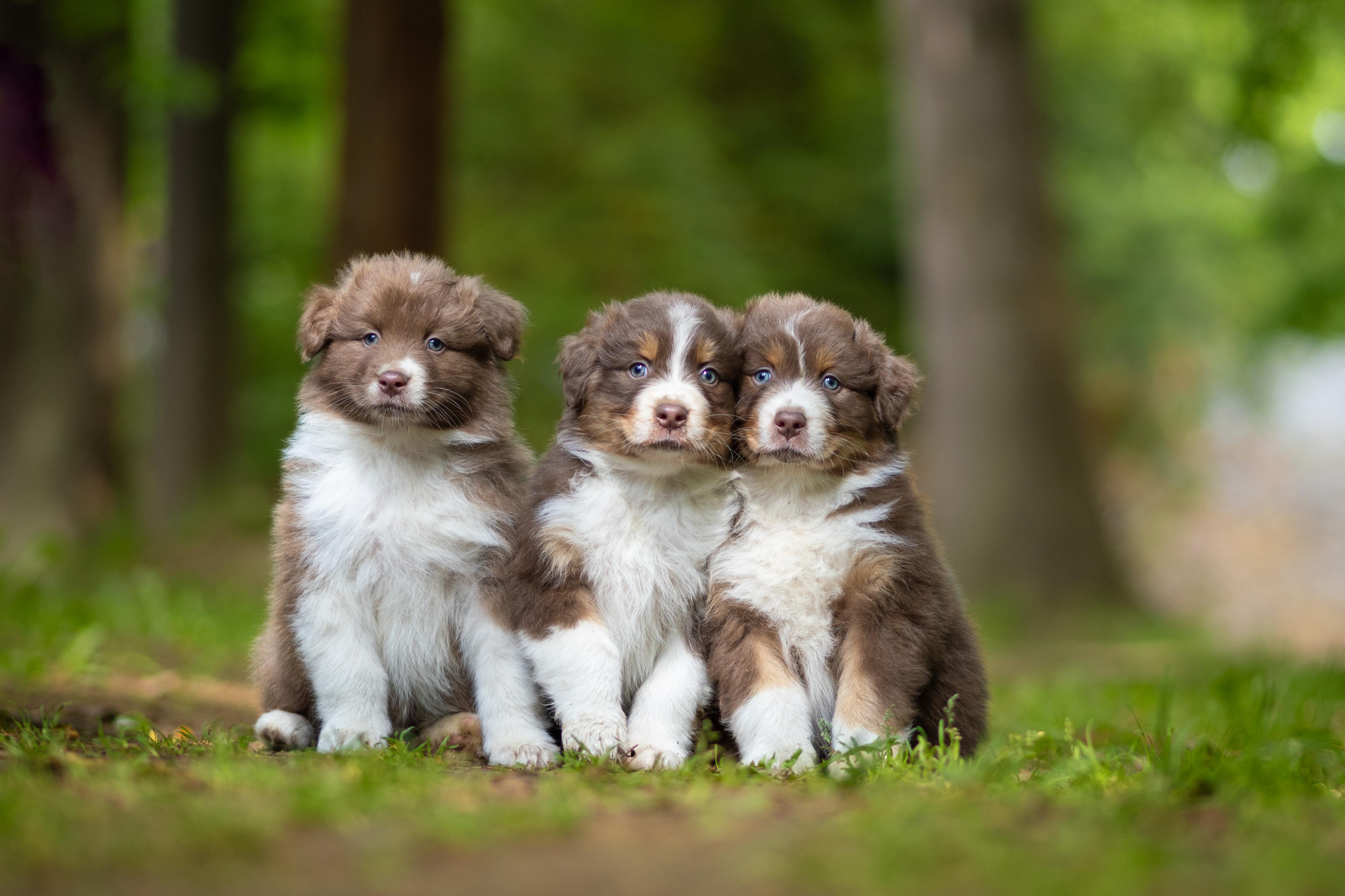 Chovatelská stanice Aussieland foto 2