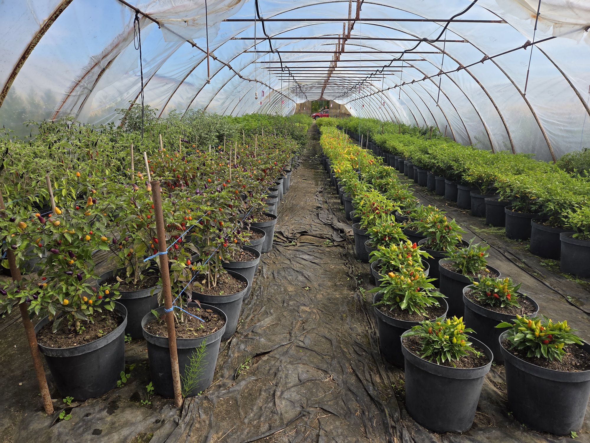 World of Chilli foto 3