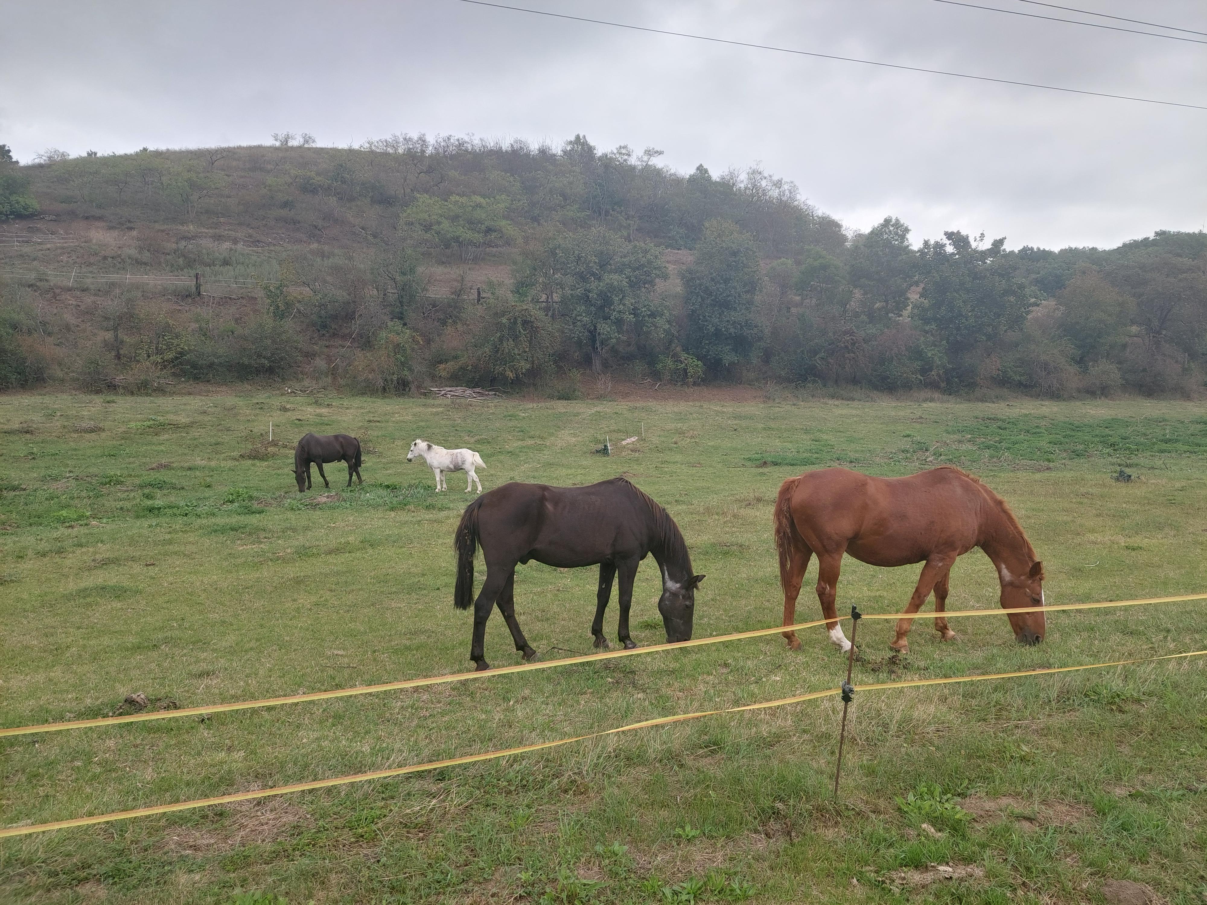 Občerstvení V Kozle