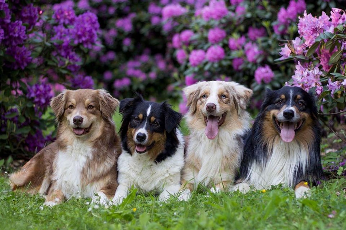 Chovatelská stanice Aussieland