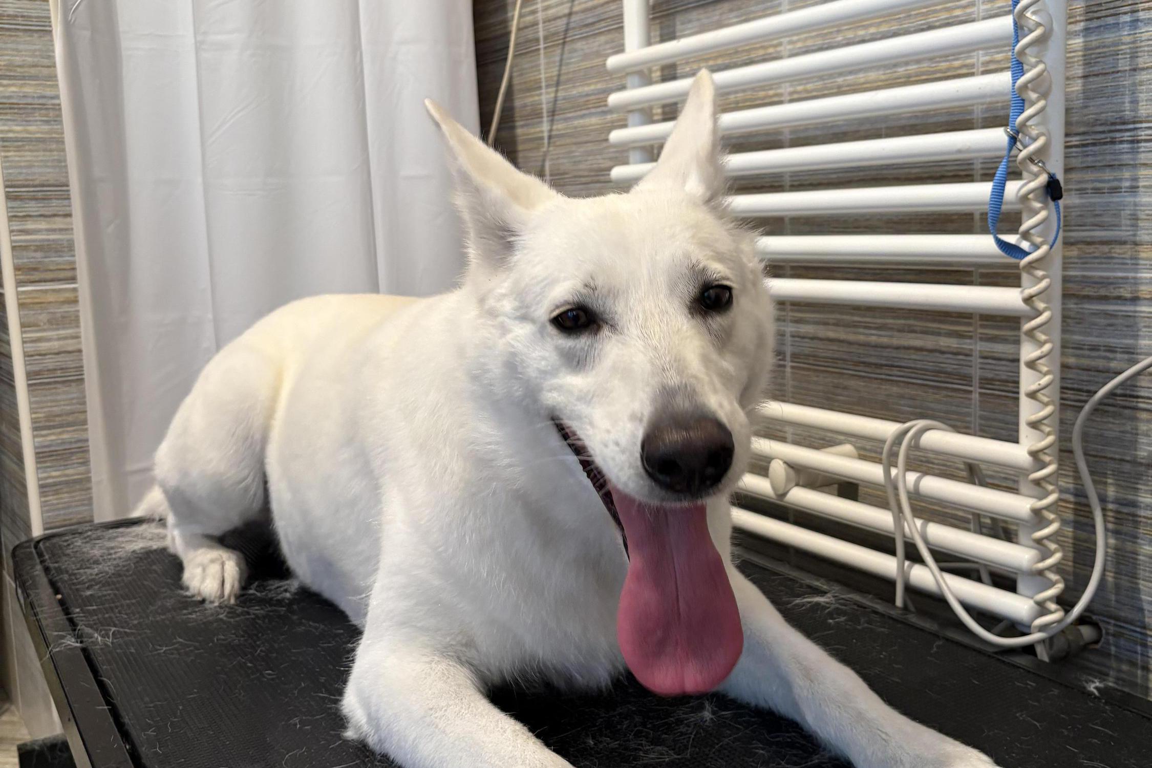 Stříhání psů Sansa