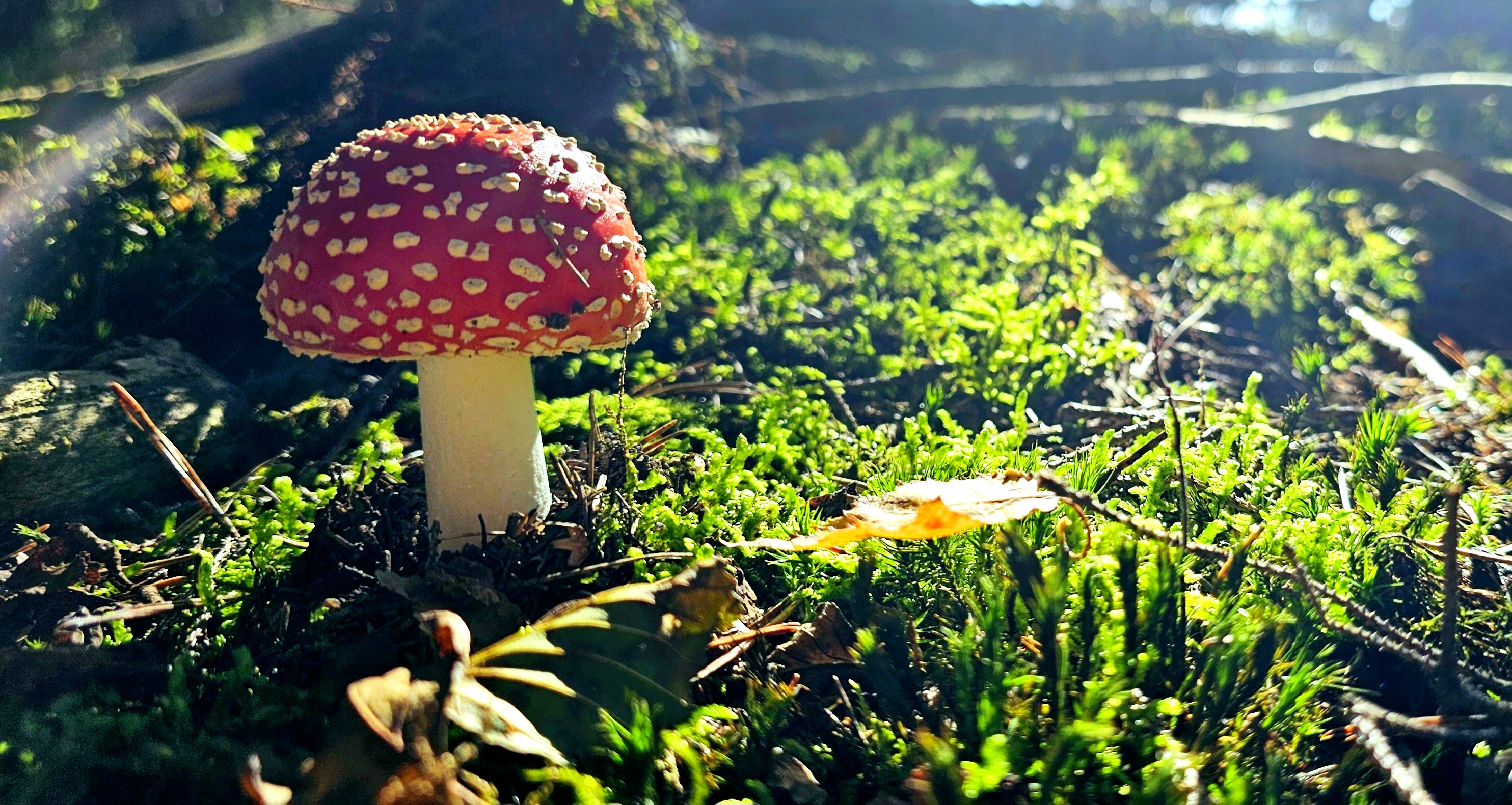 Odborný lesní hospodář Jiří Mittasch foto 4