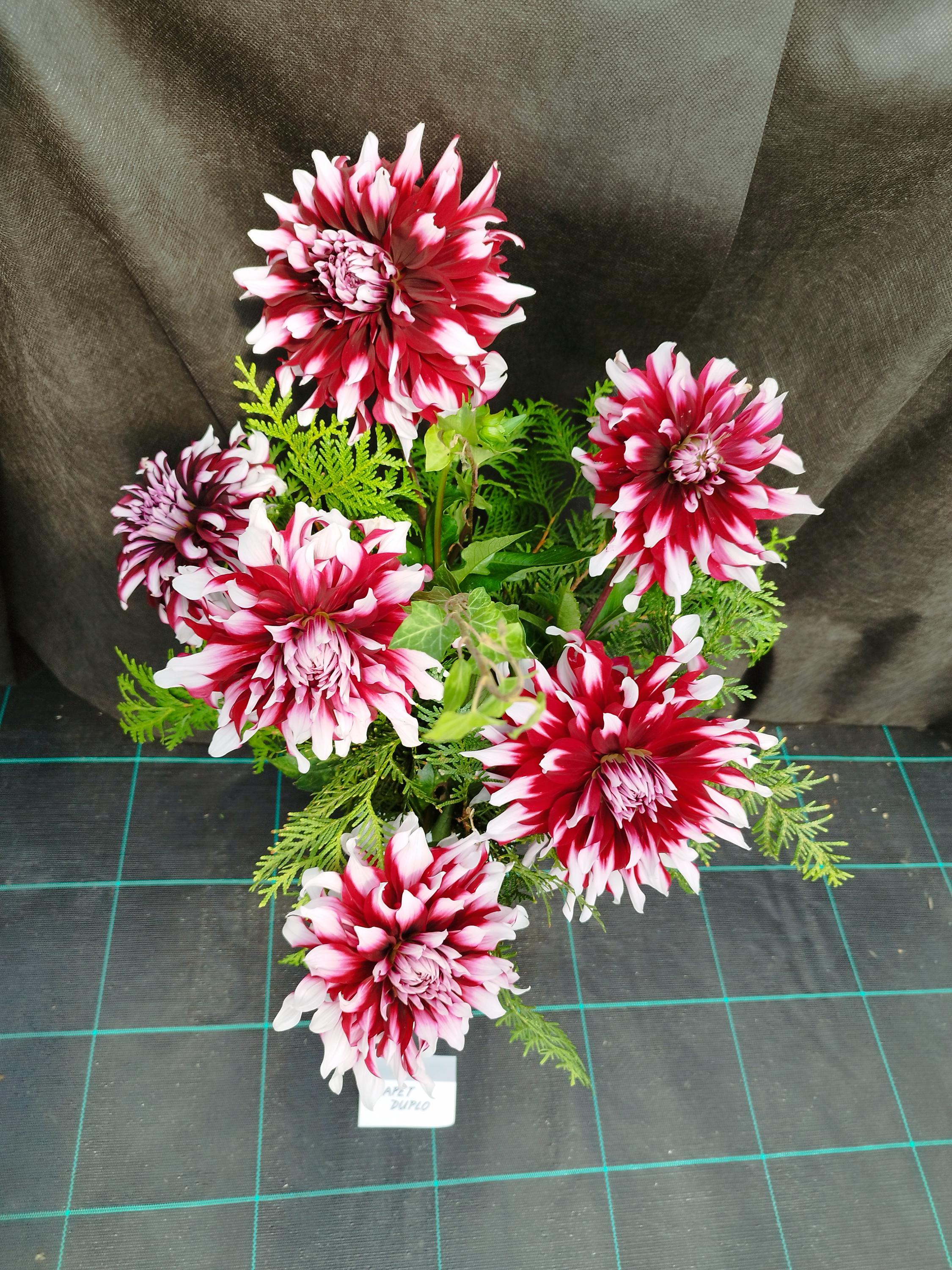 Zahradnictví Šťastný foto 6