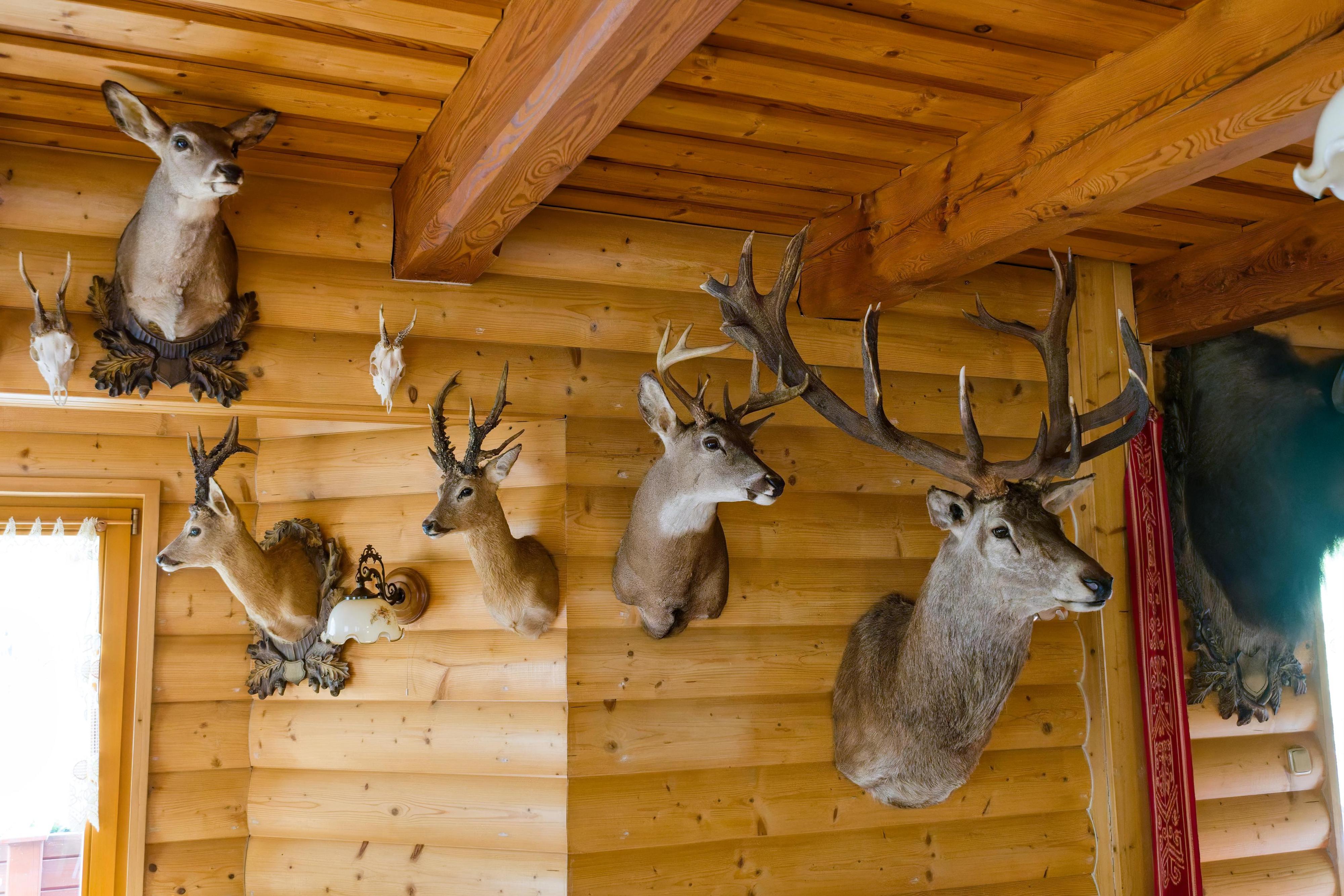 Pension Grizzly foto 5
