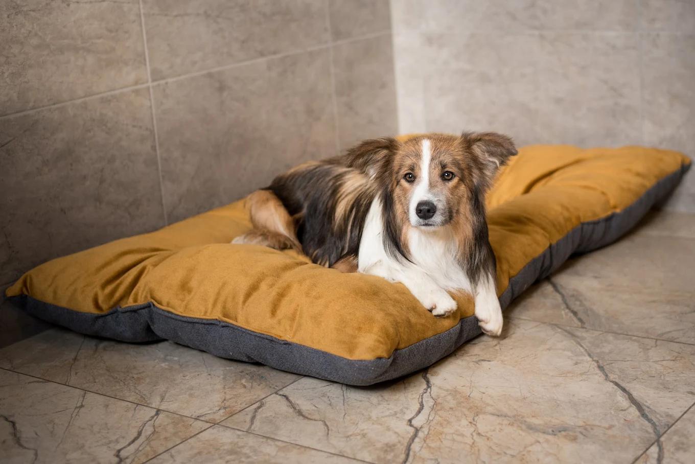 Hotel pro psy 4Paws foto 4